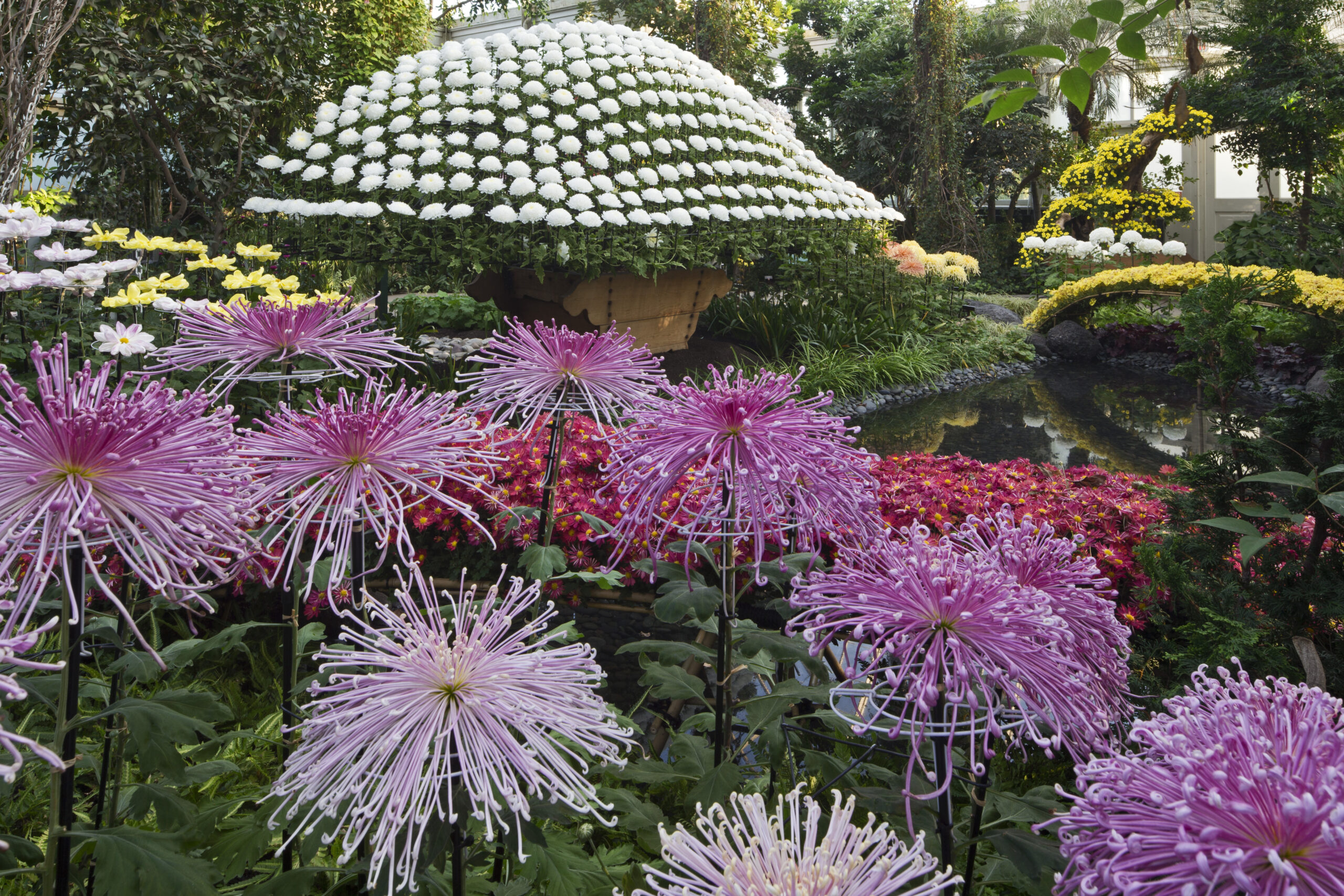 Spider mums and other varieties at the New York Botanical Garden. COURTESY NEW YORK BOTANICAL GARDEN