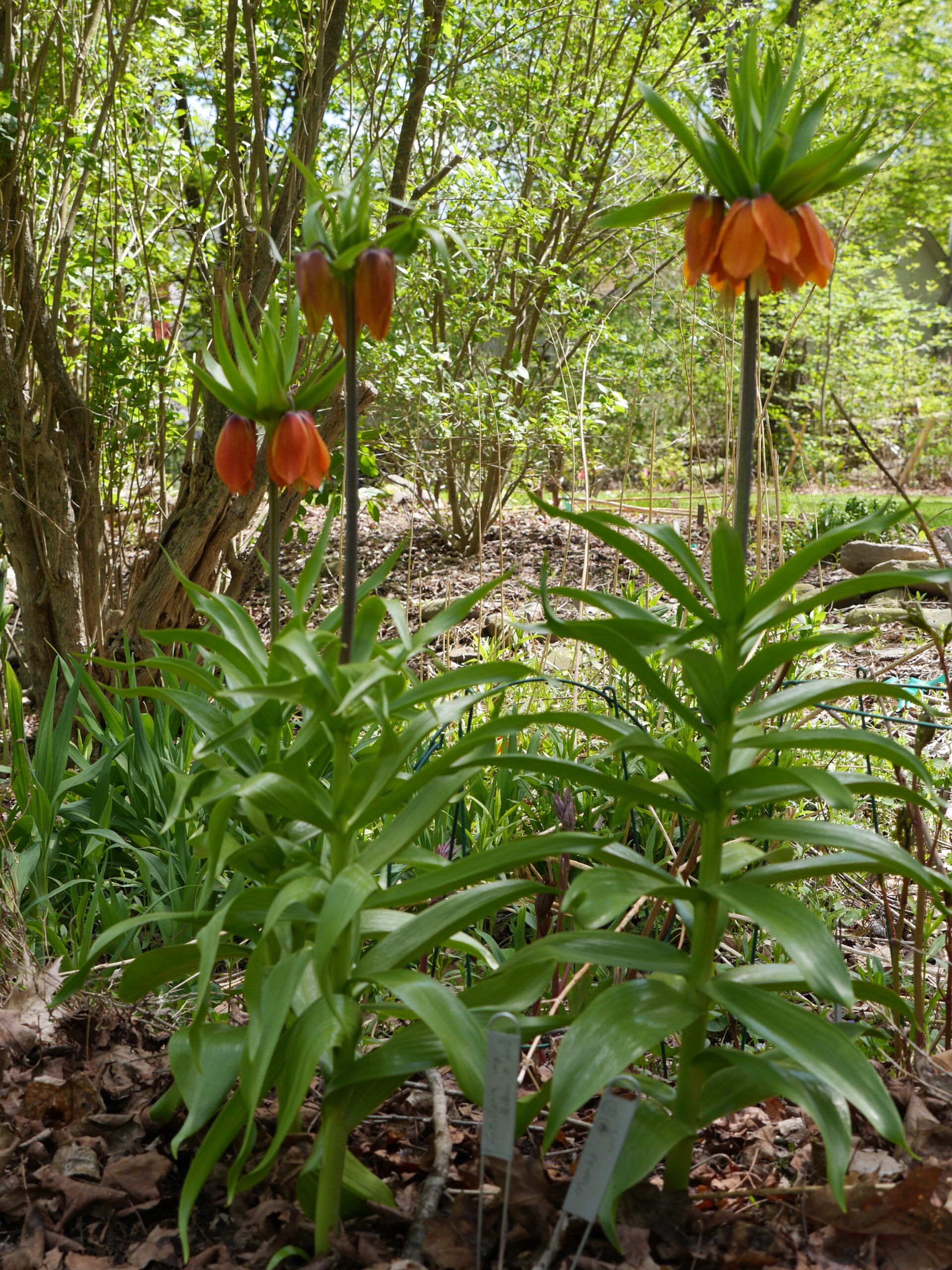 Fritillaria imperialis blooms early in the spring and is an effective deer repellent when in flower. However, the plant is also the alternate host for the scarlet lily beetle so keep this plant as far as possible from any hardy lilies in your garden.
ANDREW MESSINGER