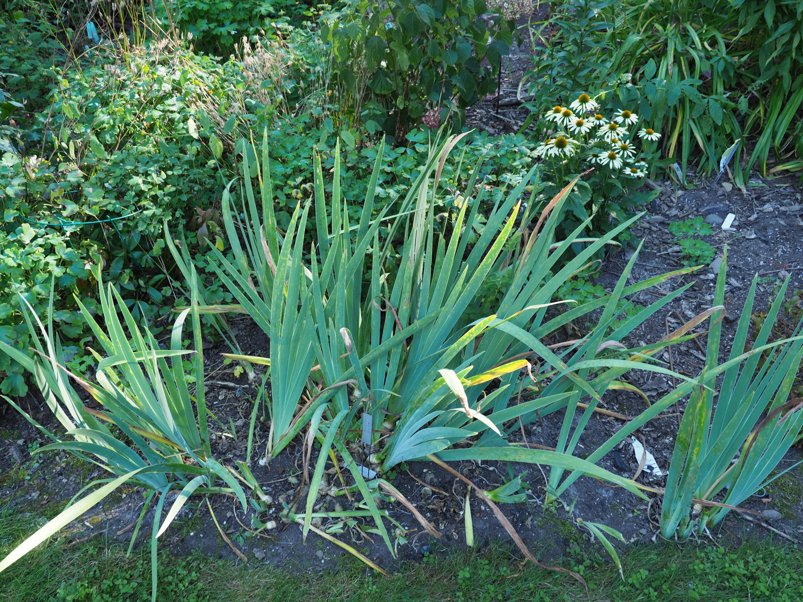 The same rhizomes from Iris 