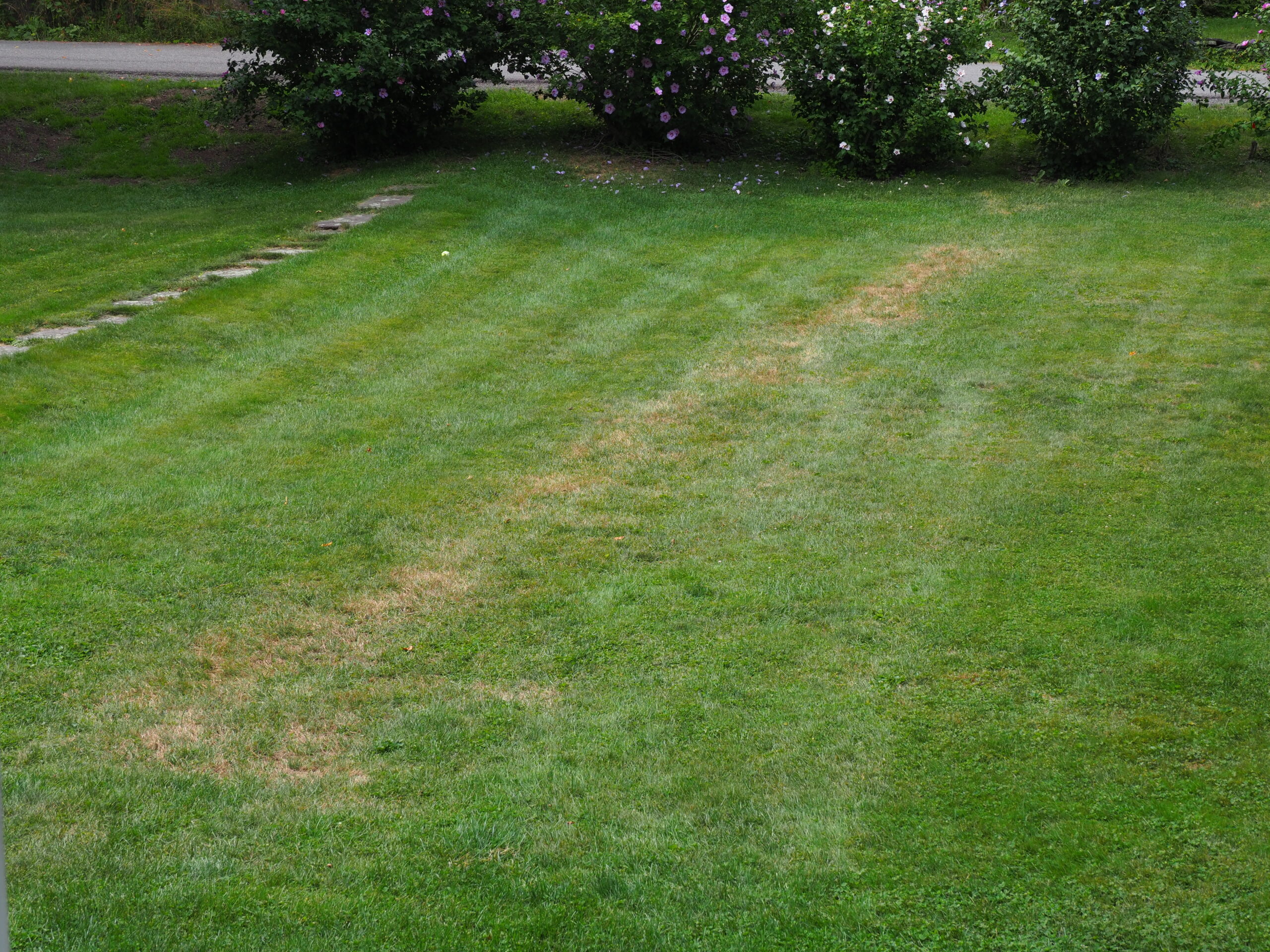 The Hampton Gardener's lawn suffering from drought. The brown 2-foot-wide swath is where a water main was replaced decades ago and very sandy soil was used as backfill.  As a result, this strip always browns out before anything else.
