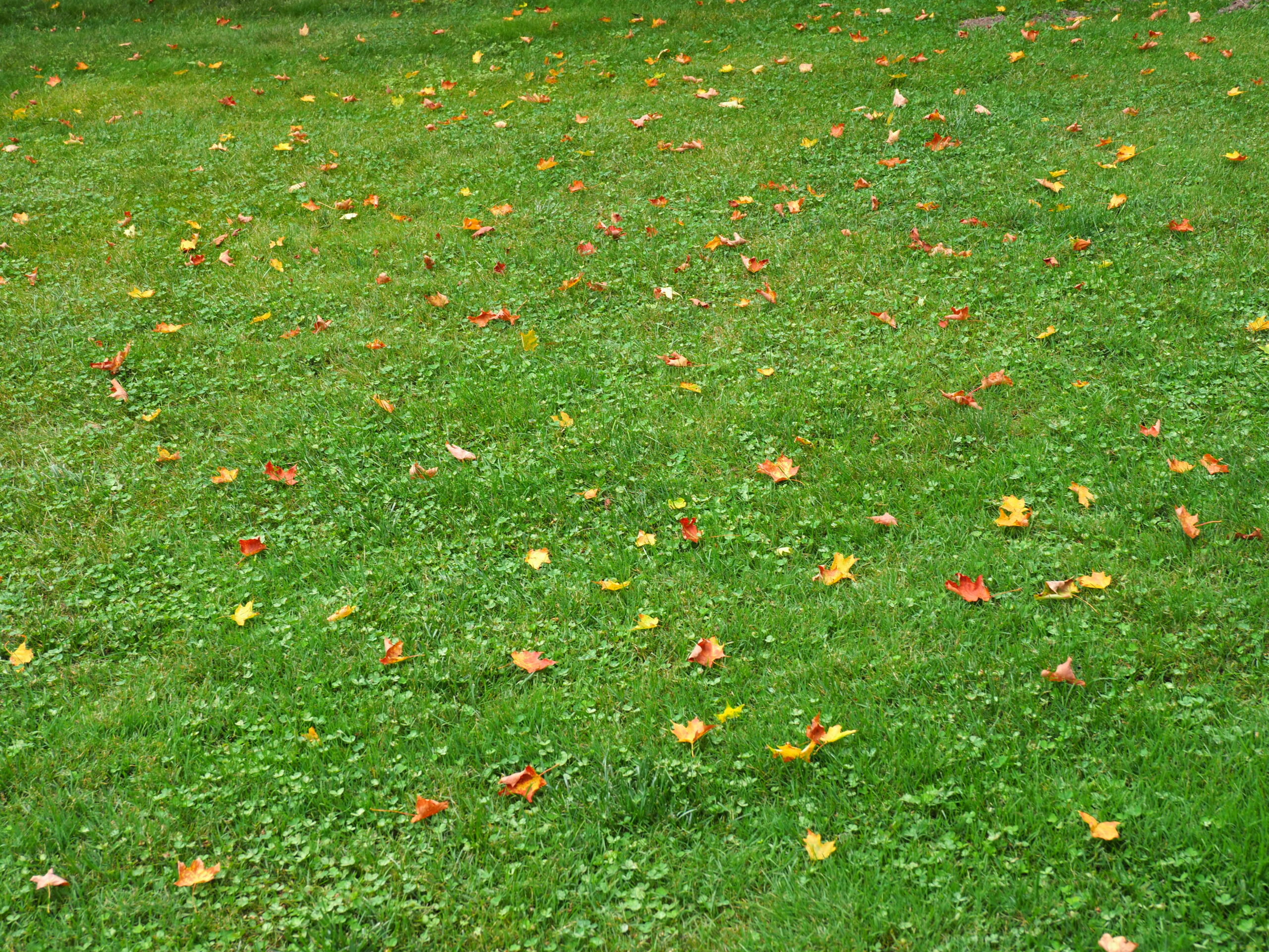 This scene of maple leaves on a lawn usually happens in October or November. This leafdrop shot was taken September 4. The drought is resulting in early leaf drop throughout Long Island, New England and the lower Hudson River Valley.
ANDREW MESSINGER