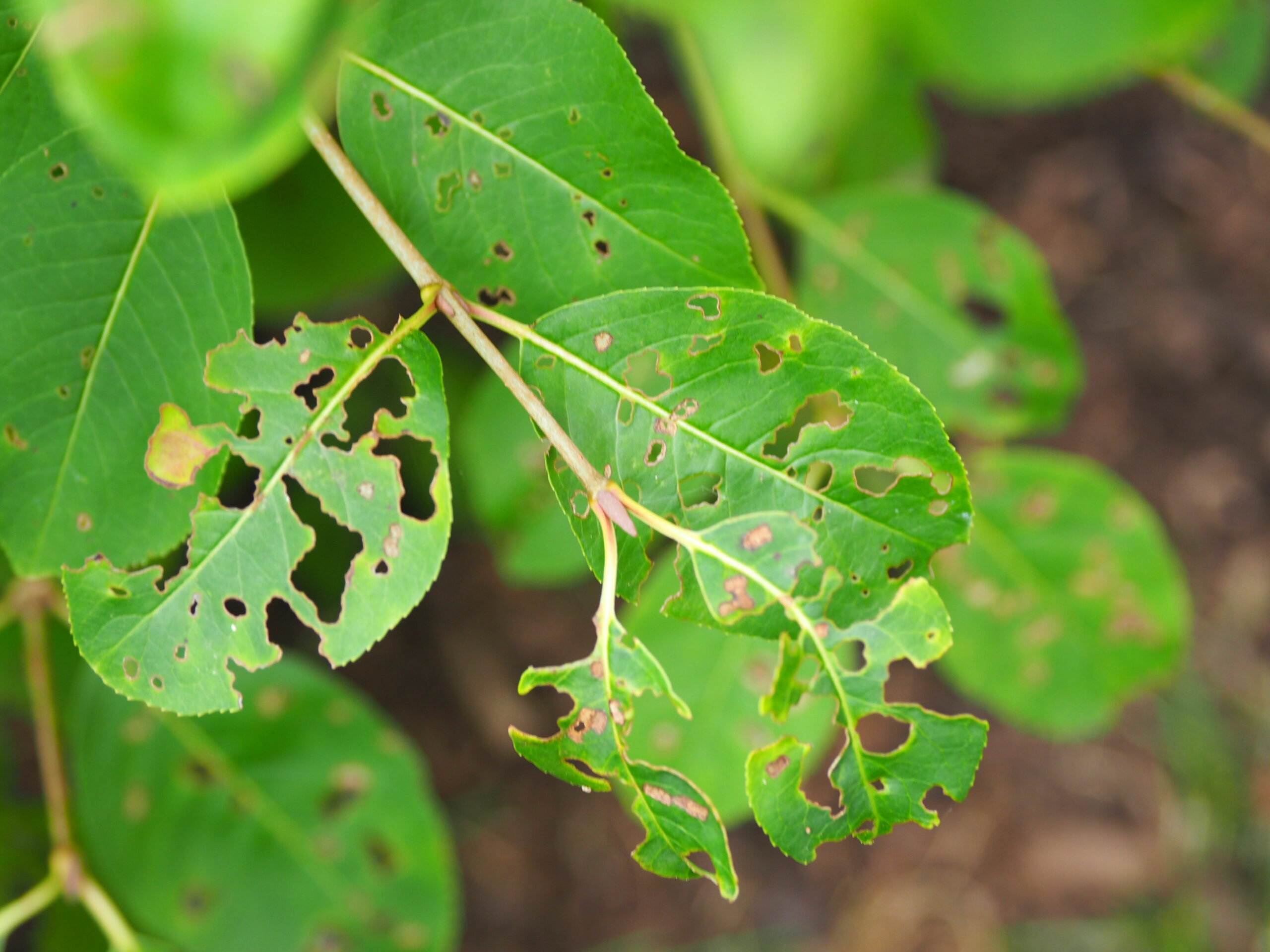 Foliar damage from the feeding of the Viburnum leaf beetle. Note that the feeding can be done inside the leaf as well as on the leaf margins.
ANDREW MESSINGER