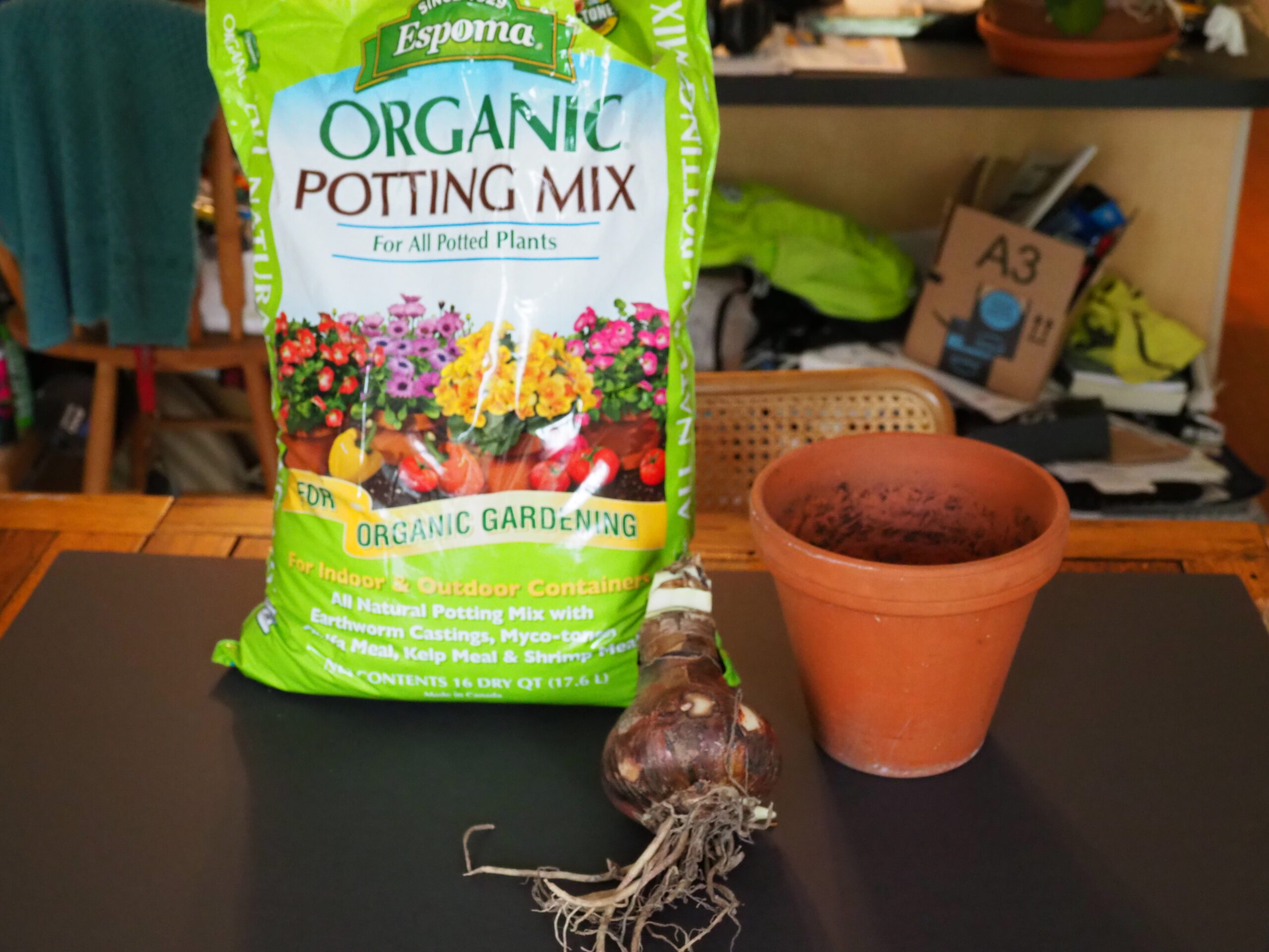 The basics: A good quality potting soil, a top quality and size bulb and a pot whose diameter is about an inch wider than the bulb. Clay pots are preferred but with careful watering plastic will do. ANDREW MESSINGER