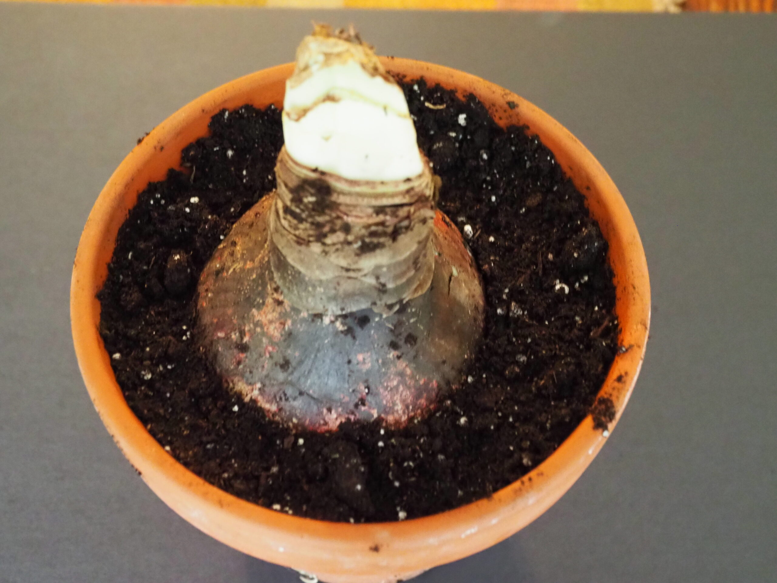 Once planted the bulb should sit with about one-third of it above the soil. The soil should also be about a half inch below the rim of the pot. The dark color of the soil indicates that it’s be moistened before put in the pot. ANDREW MESSINGER