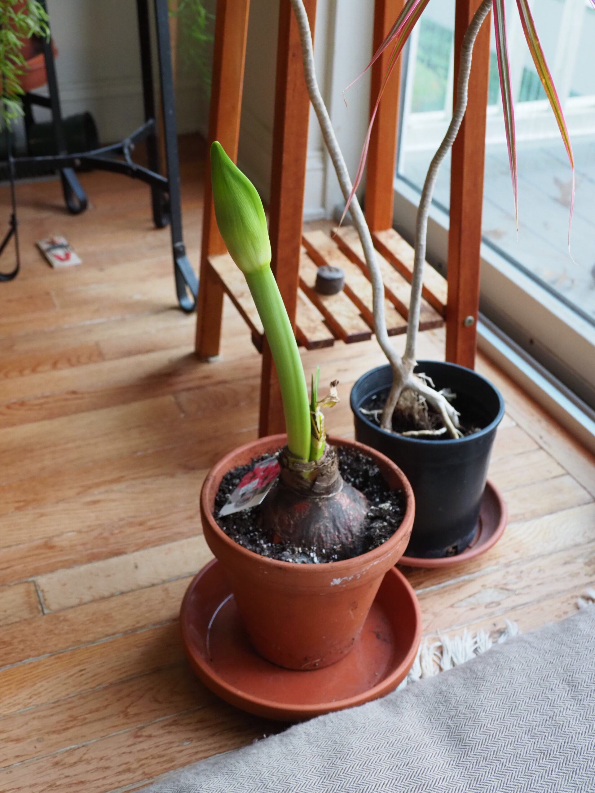 About three weeks after watering, the first flower stalk will emerge. Other stalks and the foliage will emerge over a period of weeks with blooming six to eight weeks after potting.  ANDREW MESSINGER