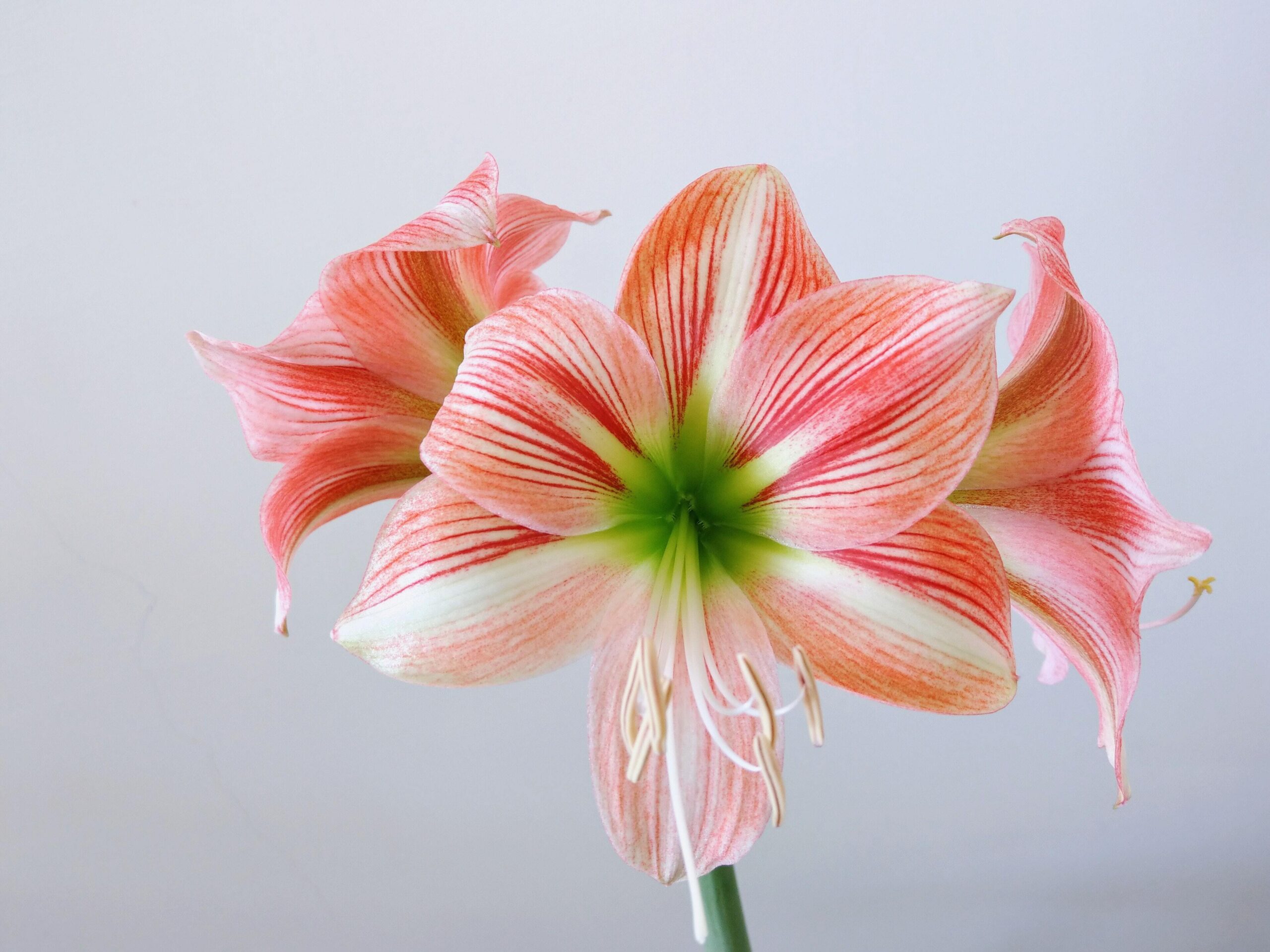 A bicolored Amaryllis in full flower. If the pollen is an issue simply cut off the stamens. Once the flower fades cut it off and don’t let a seed pod form or it will reduce the size of the bulb and the flowers for next year.  TU HAN-WEI