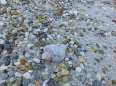 Seashells of the South Fork