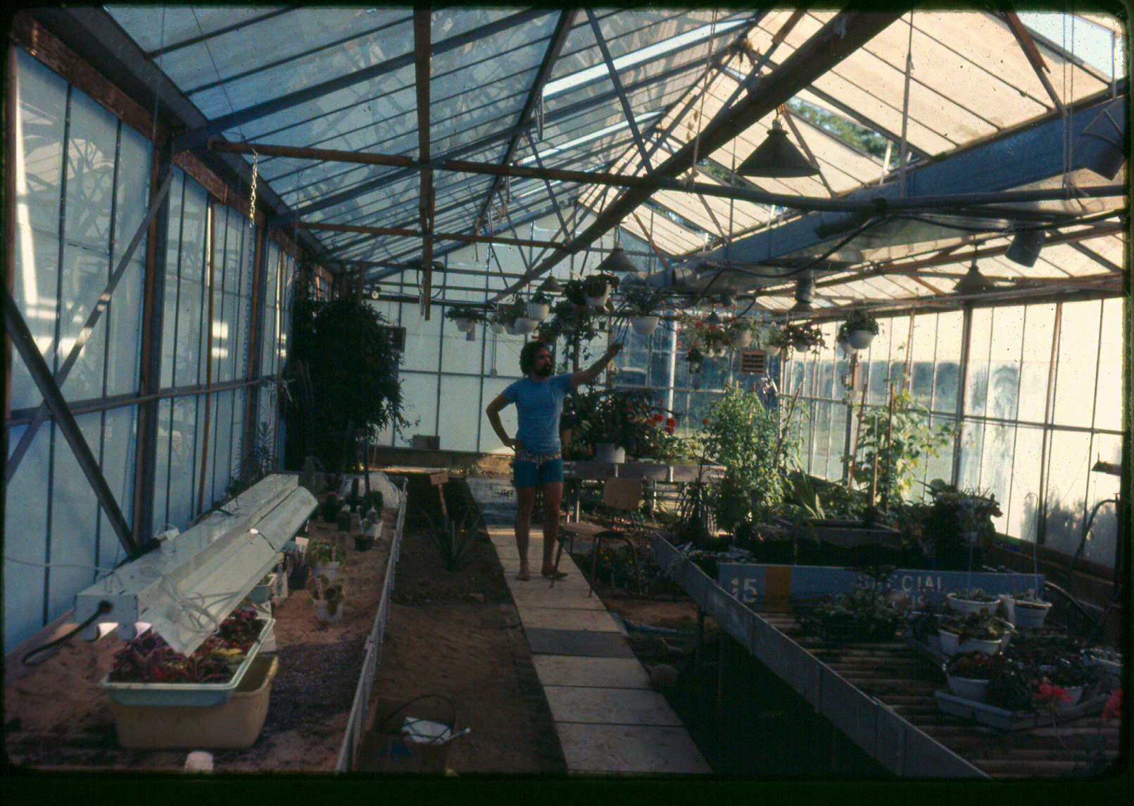 The Hampton Gardener circa 1974. The early stages of renovating the Jacobs greenhouse with some hanging baskets in production.