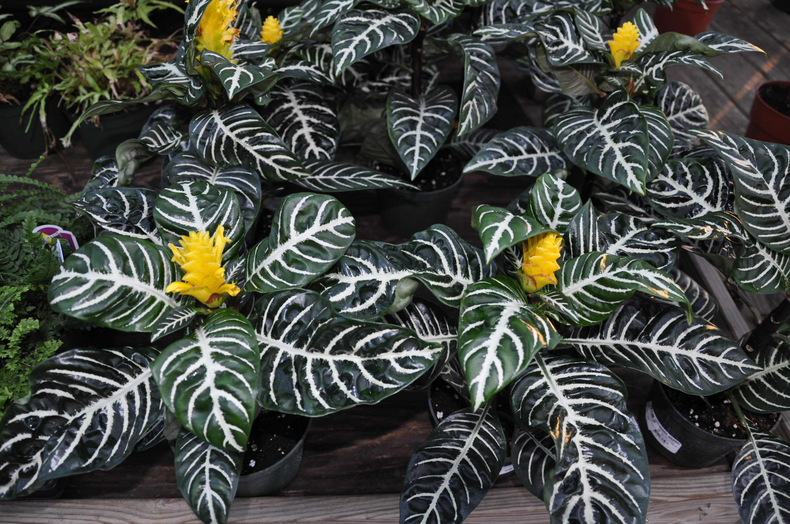 The Zebra Plant (Aphelandra squarrosa) is from Brazil and often sold up here as a houseplant. It can look stunning, but if overwatered it rots, and if grown too cold it drops its leaves. One of the worst plants for beginners and worst as a houseplant -- unless you’re in Florida.
ANDREW MESSINGER