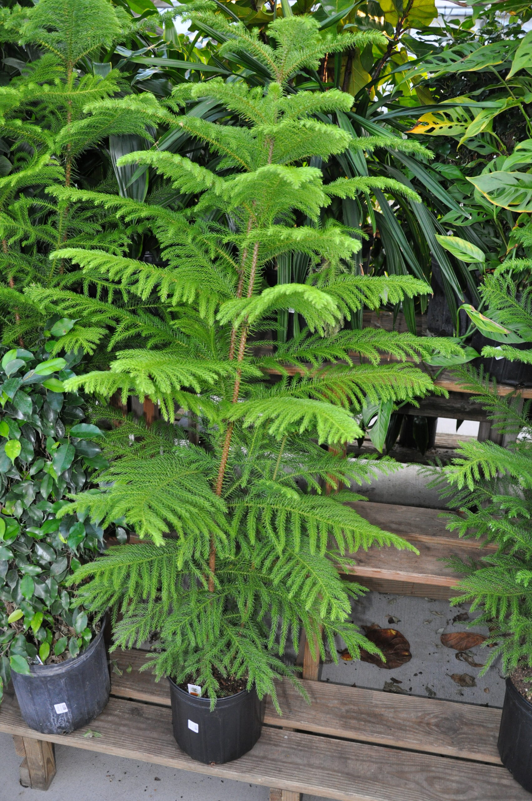The Norfolk Island pine (Araucaria heteropphylla) looks great out of the nursery and in the garden center, but it’s another one I’d never, ever buy. It grows to 30 feet tall where’s its native in the South Pacific, can’t be trimmed or shaped, won’t live outside, spider mites love it and it grows very fast. Small specimens make nice small apartment Christmas trees -- but then what?  Expect this plant to grow a foot or more a year, and without good light it gets ugly very fast.  ANDREW MESSINGER