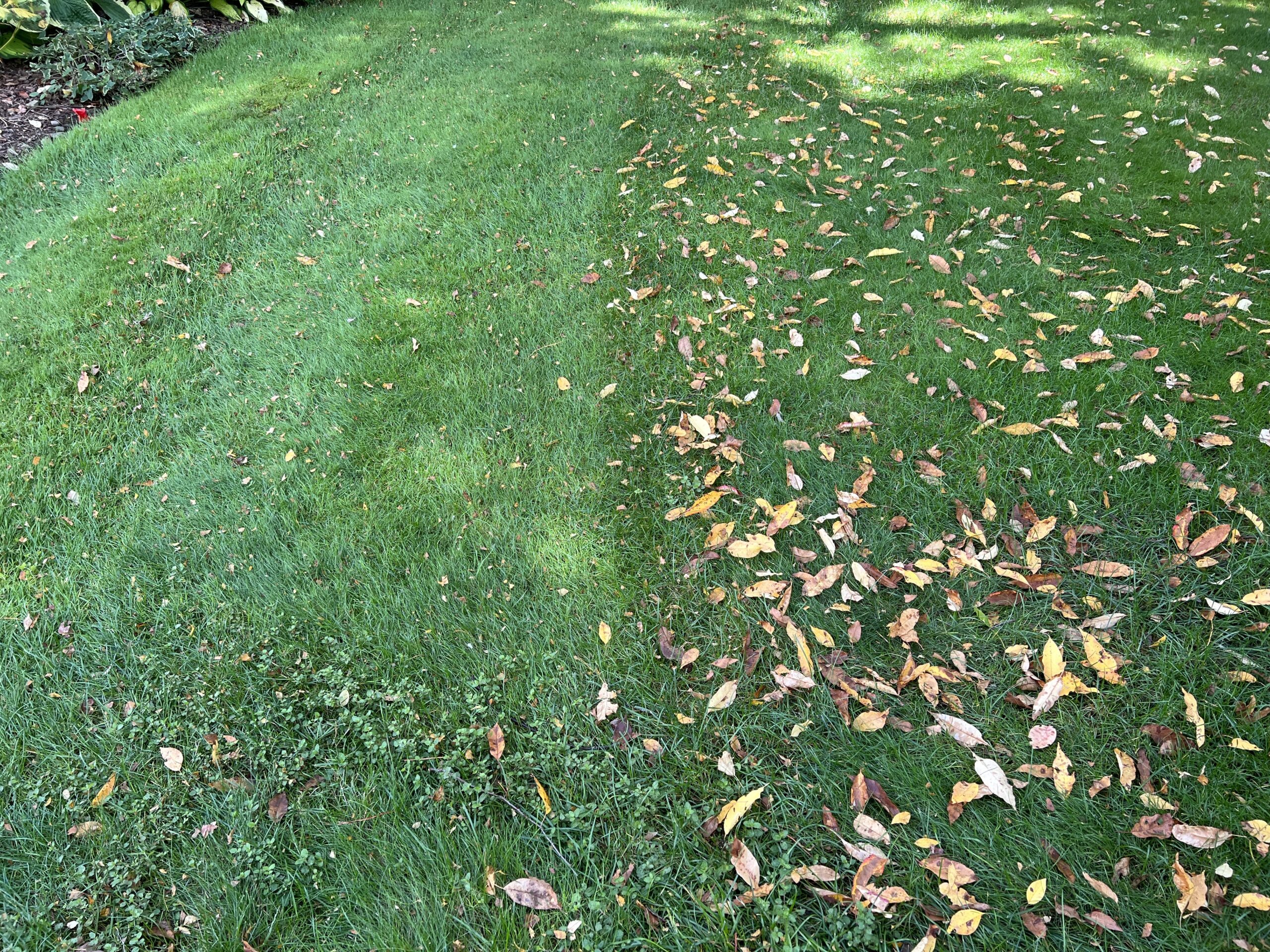 Mulching mower results from a John Deer X380 with Gator blades. Unmowed on the right, just mowed on the left. A second pass would have made even the shredded leaves invisible. ANDREW MESSINGER