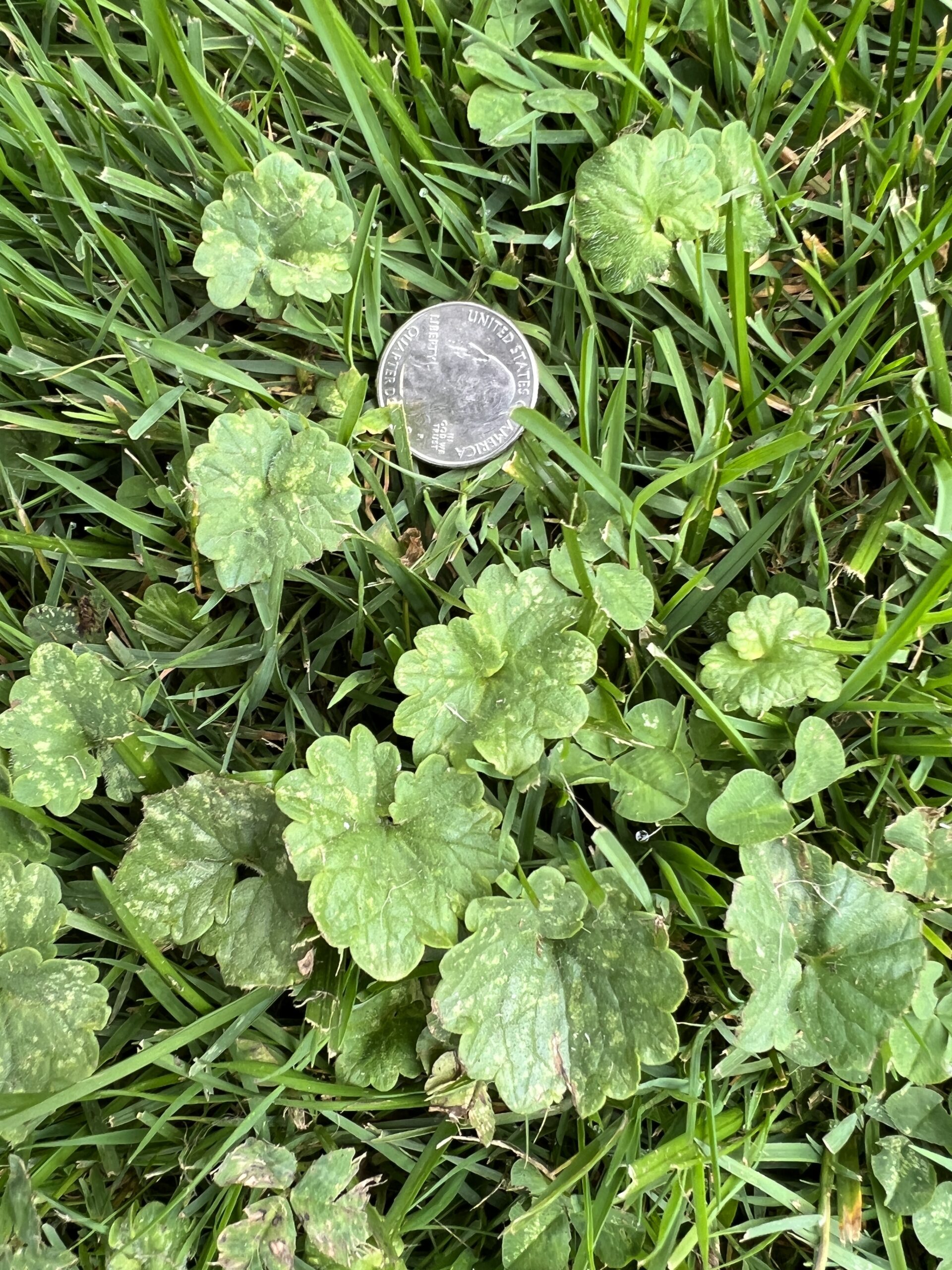 Ground ivy (Glechoma hederacea), also known as creeping Charlie, is a tenacious weed of lawns and gardens. After many years of attempted control with organics I switched to a chemical herbicide. In future years, only limited spot treatments should be needed.