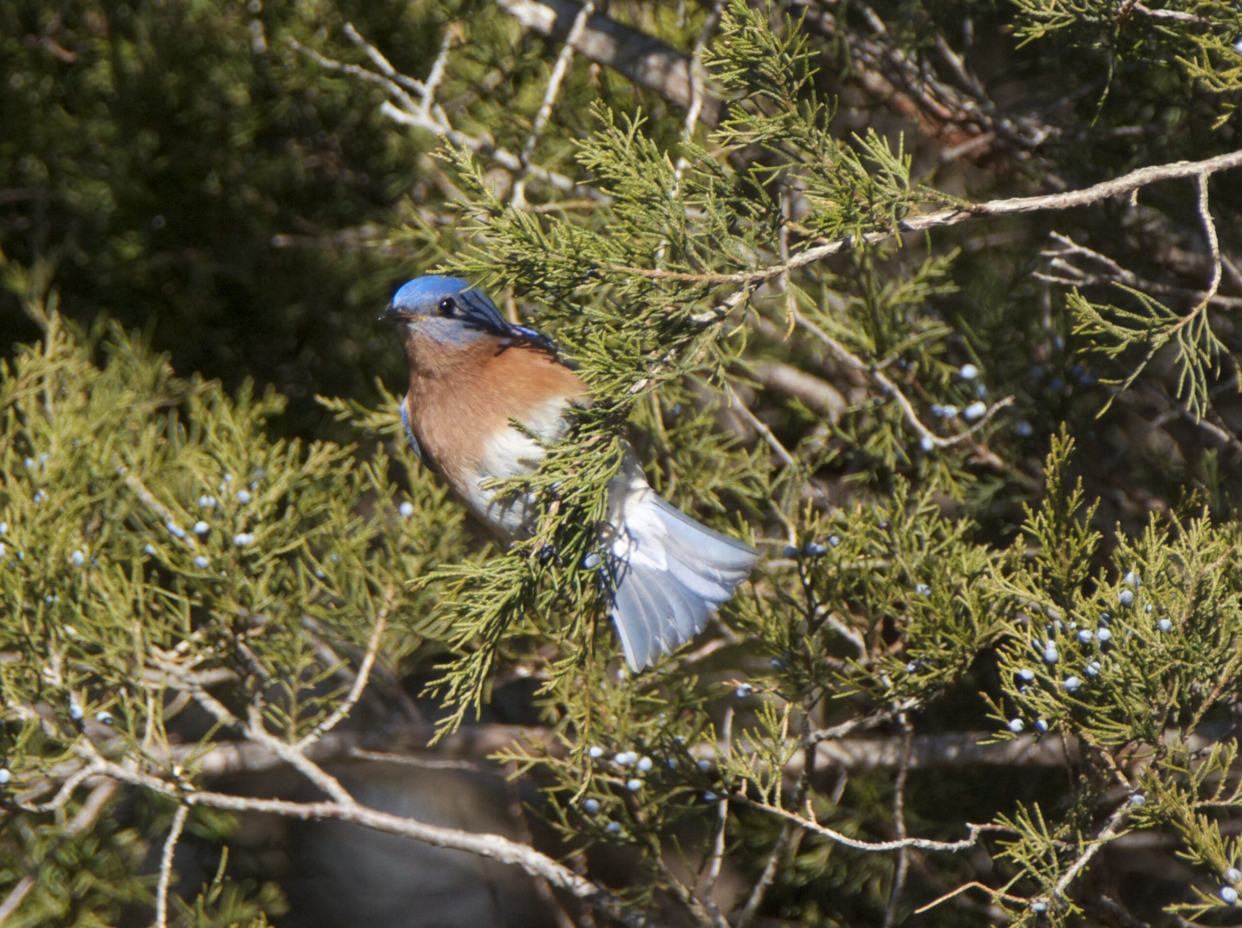 A bluebird in its natural habitat.    TERRY SULLIVAN