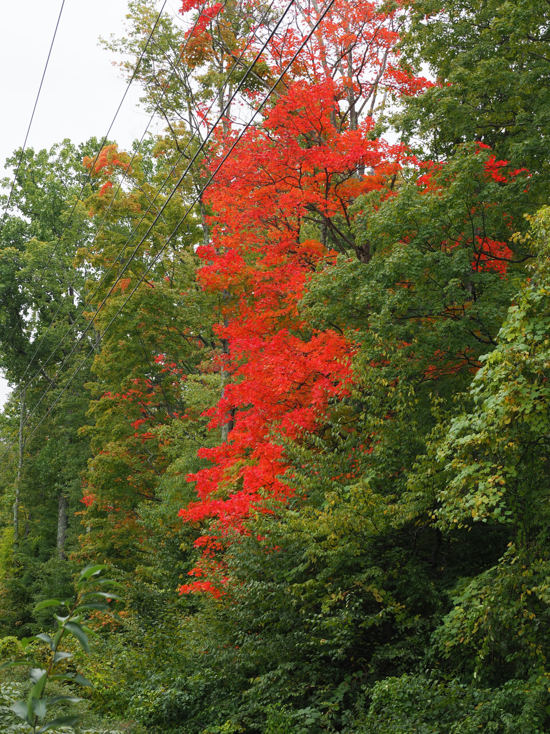 Just off Route 28 in Ulster County, the utility right of way has been cleared recently allowing this sighting of a maple in full fall color.  ANDREW MESSINGER