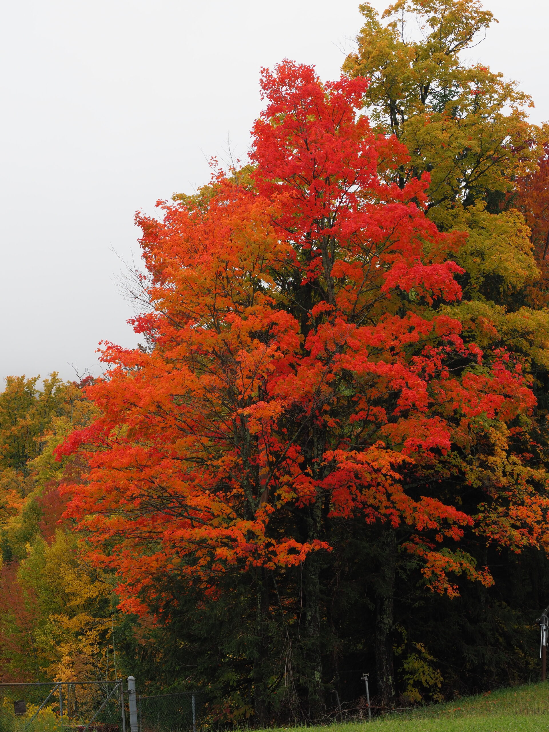 Just like people, no two sugar maples are alike. This one was an orange-red and incredibly striking.  ANDREW MESSINGER
