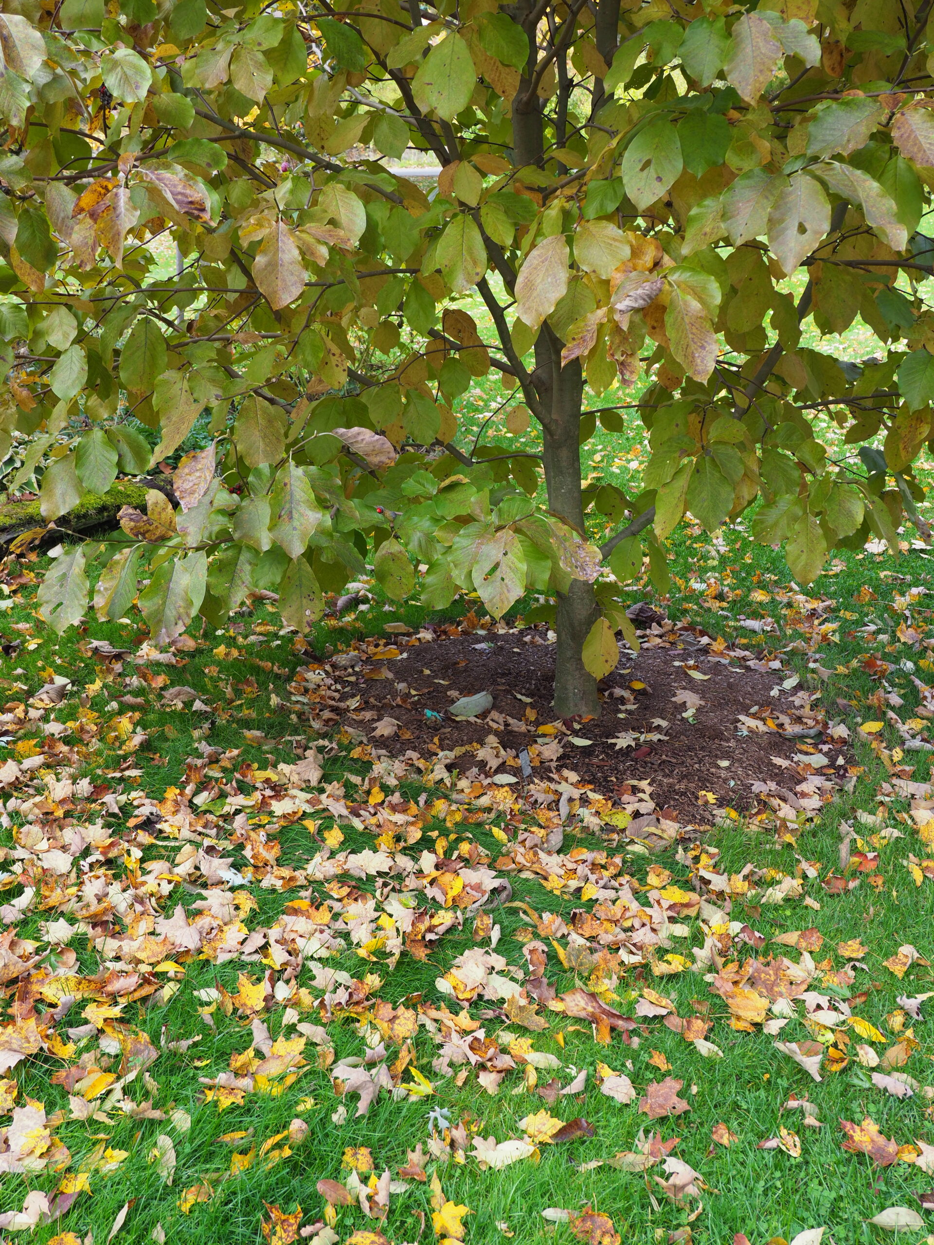 Note how small the mulch ring is at the bottom of this 18-foot-tall and 10-foot-wide magnolia. The mulch ring keeps the grass away from the tree while the nutrients from the decaying mulch become part of the nutrients that the tree can use. This mulch ring is  5 feet in diameter, but to be really effective it should be twice that.
ANDREW MESSINGER