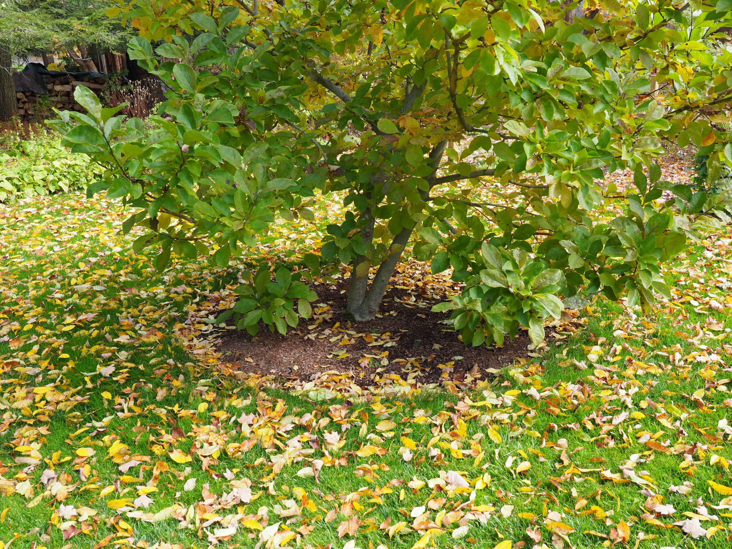 Another larger magnolia with an even larger mulch ring. It’s still not large enough though. In the best of all worlds this mulch ring should reach out to the drip line of the outermost foliage. In this case the mulch ring is only 6 feet in diameter, but based on the drip line it should be 14 feet. By removing the grass and extending the mulch area. nutrients are added as the mulch decays and the grass isn’t sucking up the nutrients that the tree should be getting. ANDREW MESSINGER