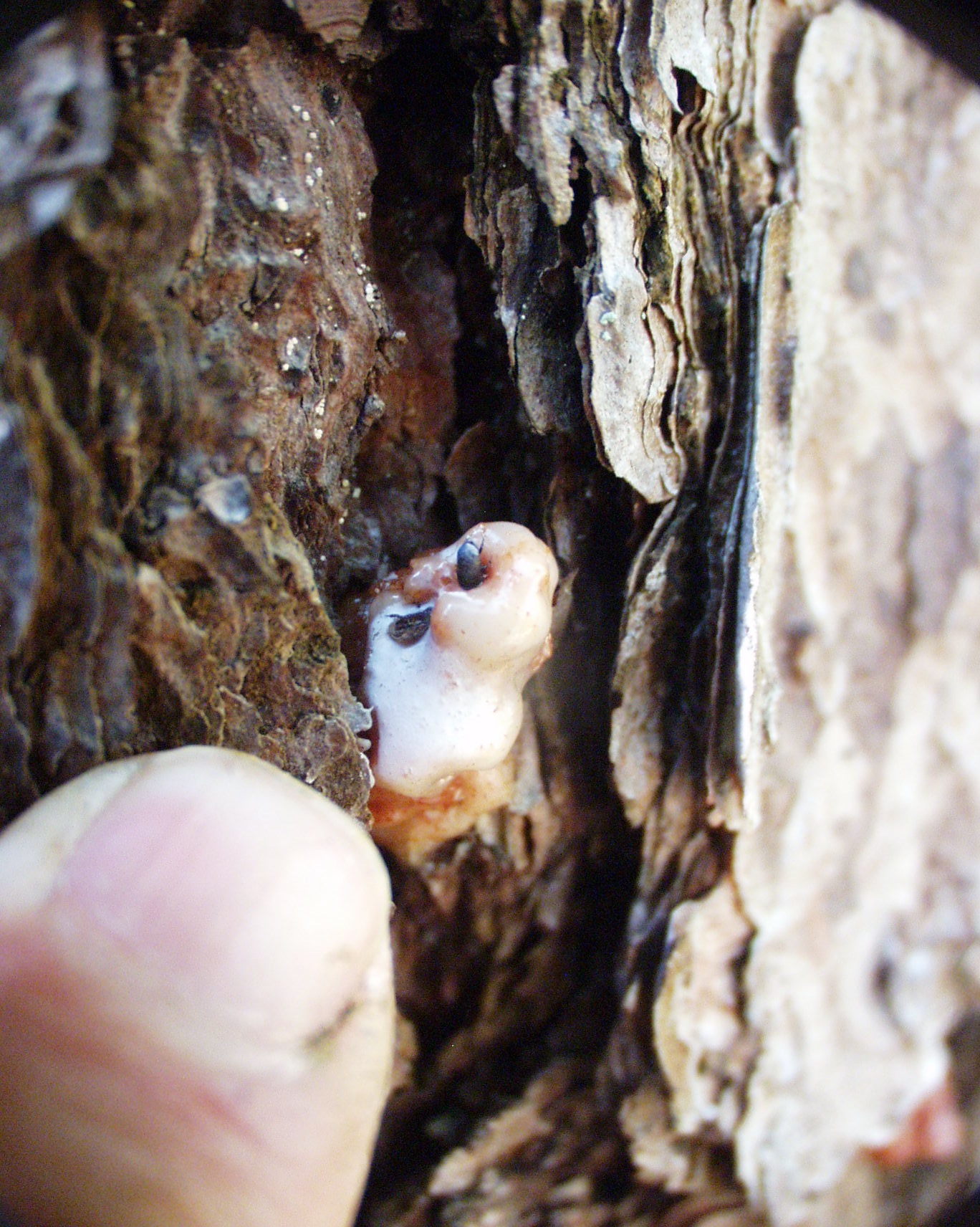 Southern pine beetle larvae found in pitch pine bark.   VICTORIA BUSTAMANTE