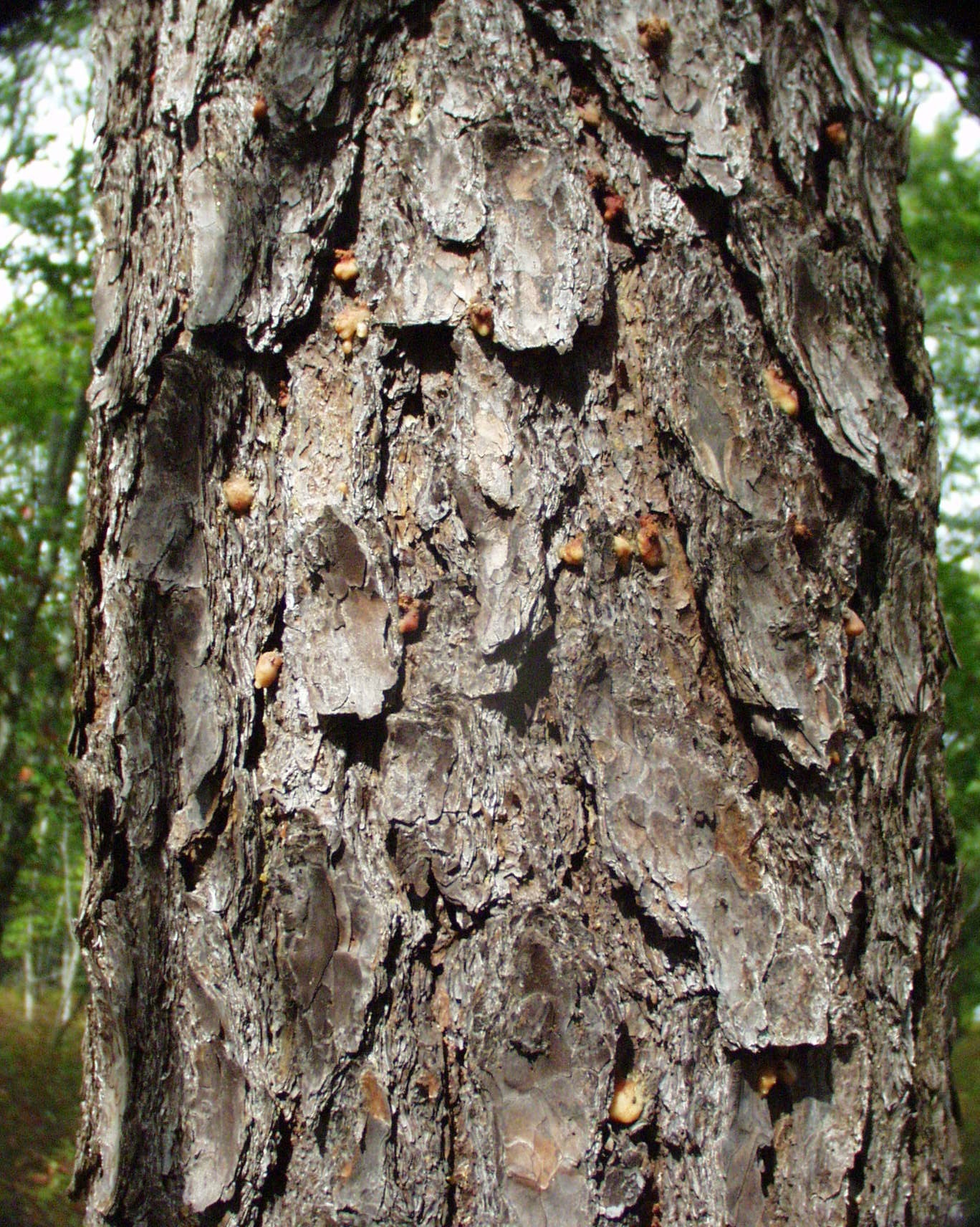 Southern pine beetle larve on the bark of pitch pine.   VICTORIA BUSTAMANTE