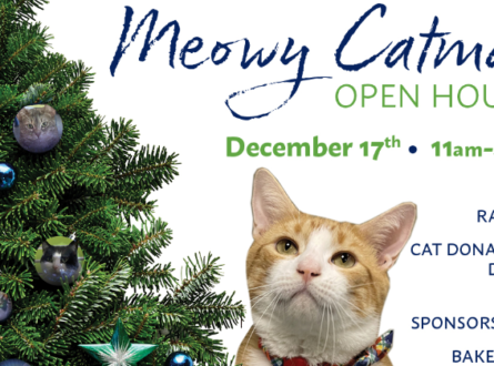 Meowy Catmas Open House at the Southampton Animal Shelter