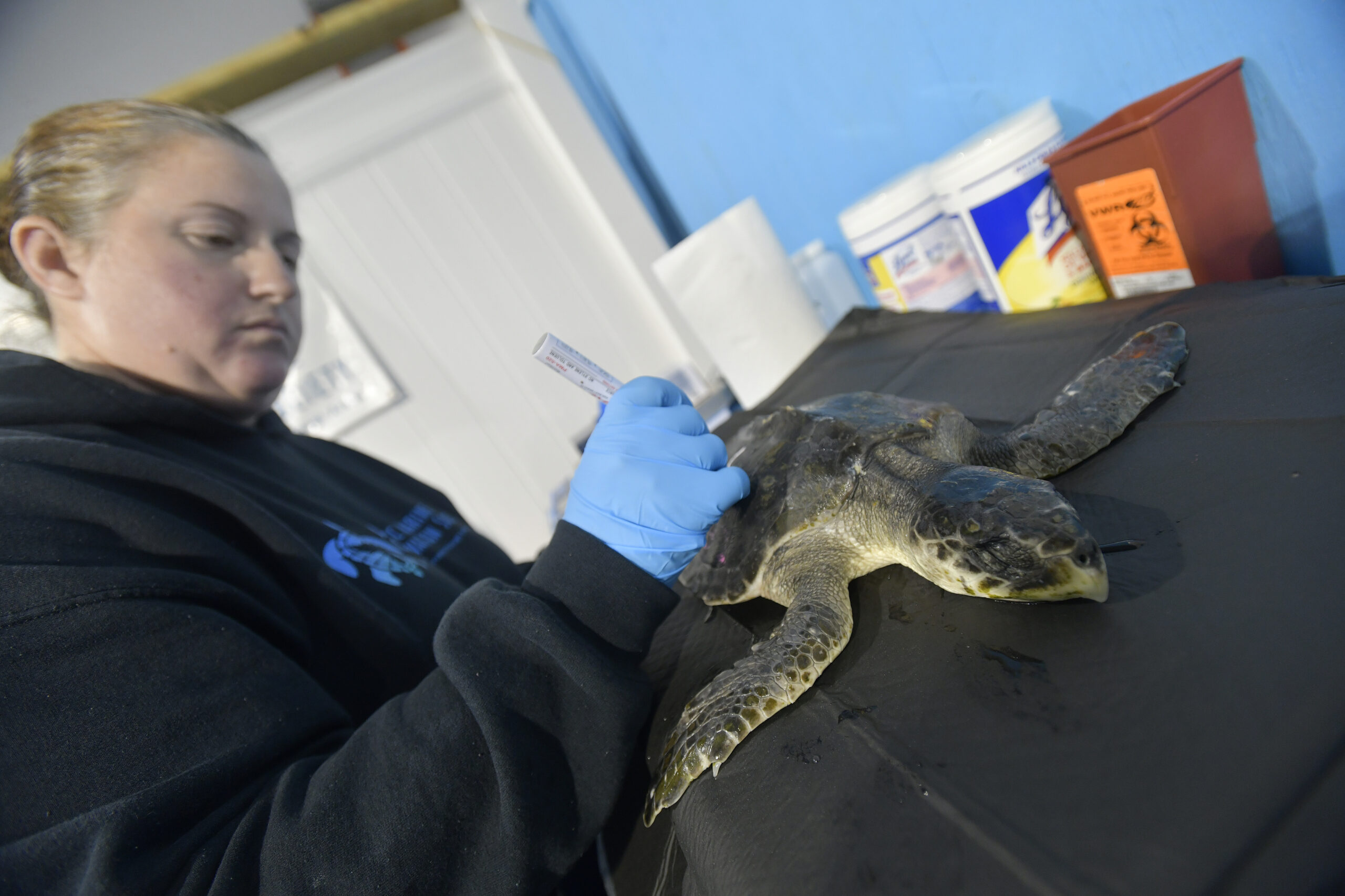 Atlantic Marine Conservation Society in Westhampton Admits 20 Rescued ...