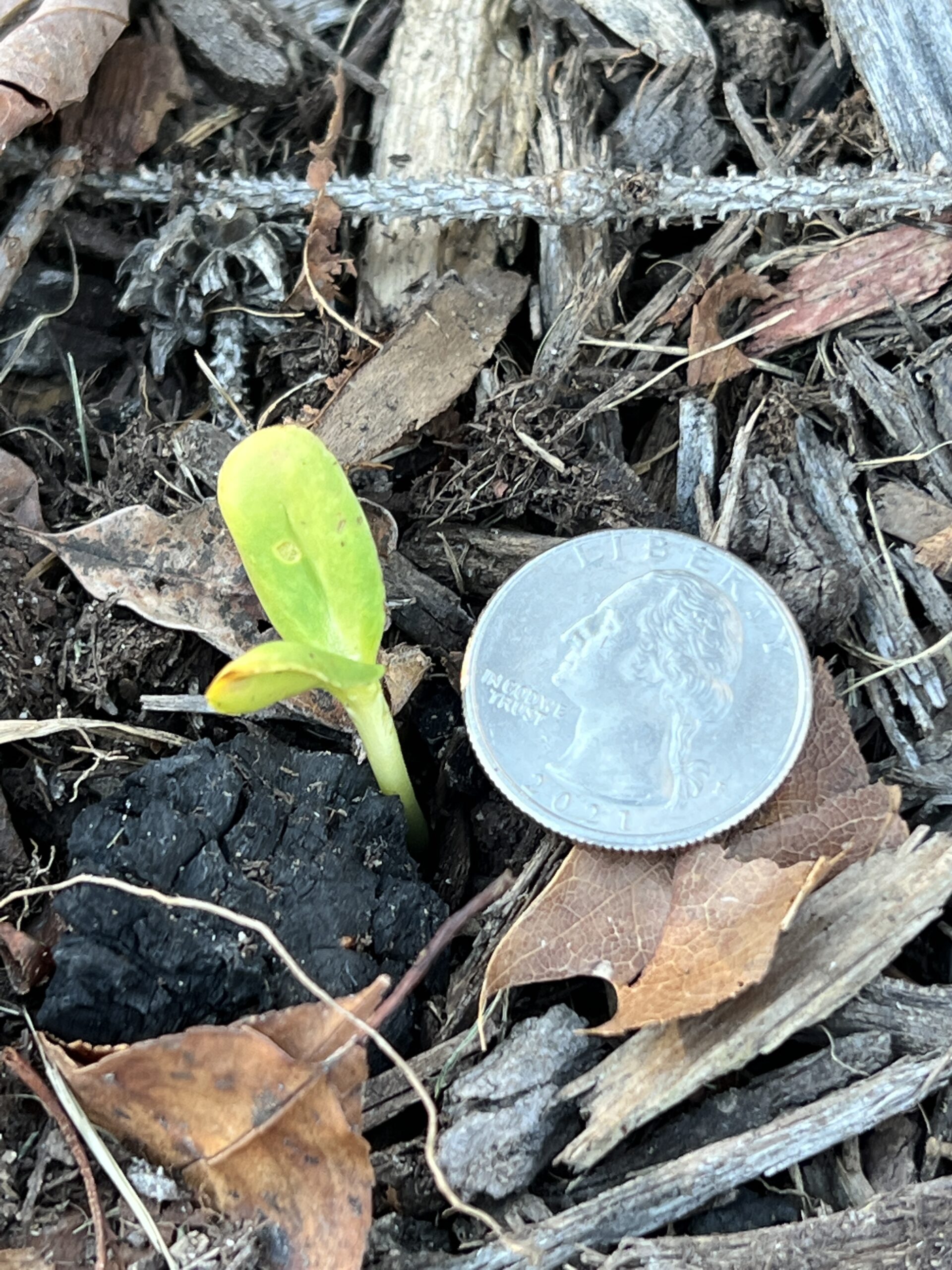 Signs of a warm fall: A sunflower seed germinating where the parent plants grew during the summer. This seedling will not make it through the winter though. ANDREW MESSINGER