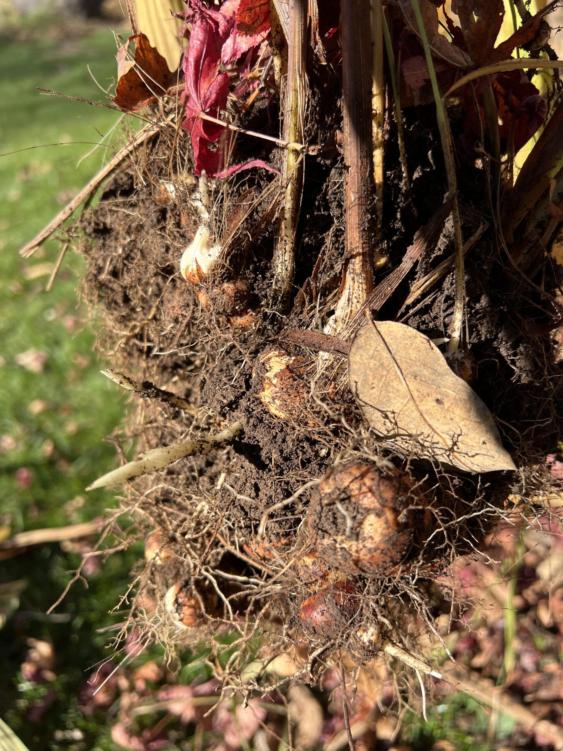 A mass of Crocosmia stems with the corms still attached and hanging below. In this one group there were about 25 corms.
ANDREW MESSINGER