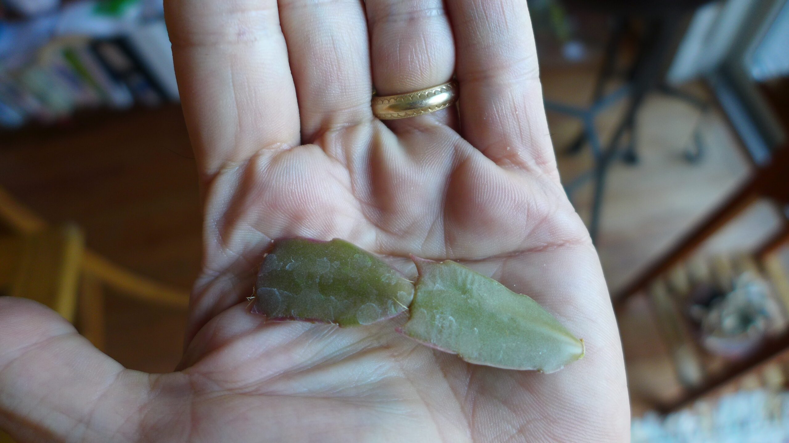 This is a pair of leaf segments about 2 inches long. These pieces can be easily rooted to form a new plant but several pieces are usually used to fill out. Three or four pieces would be perfect in a 4-inch pot. Be mindful of top (left) and bottom (right) parts of the segment as only the bottom will root. Let the cutting callus for a day before striking in wet sand or peat or use a rooting hormone #1 on the cut end. ANDREW MESSINGER