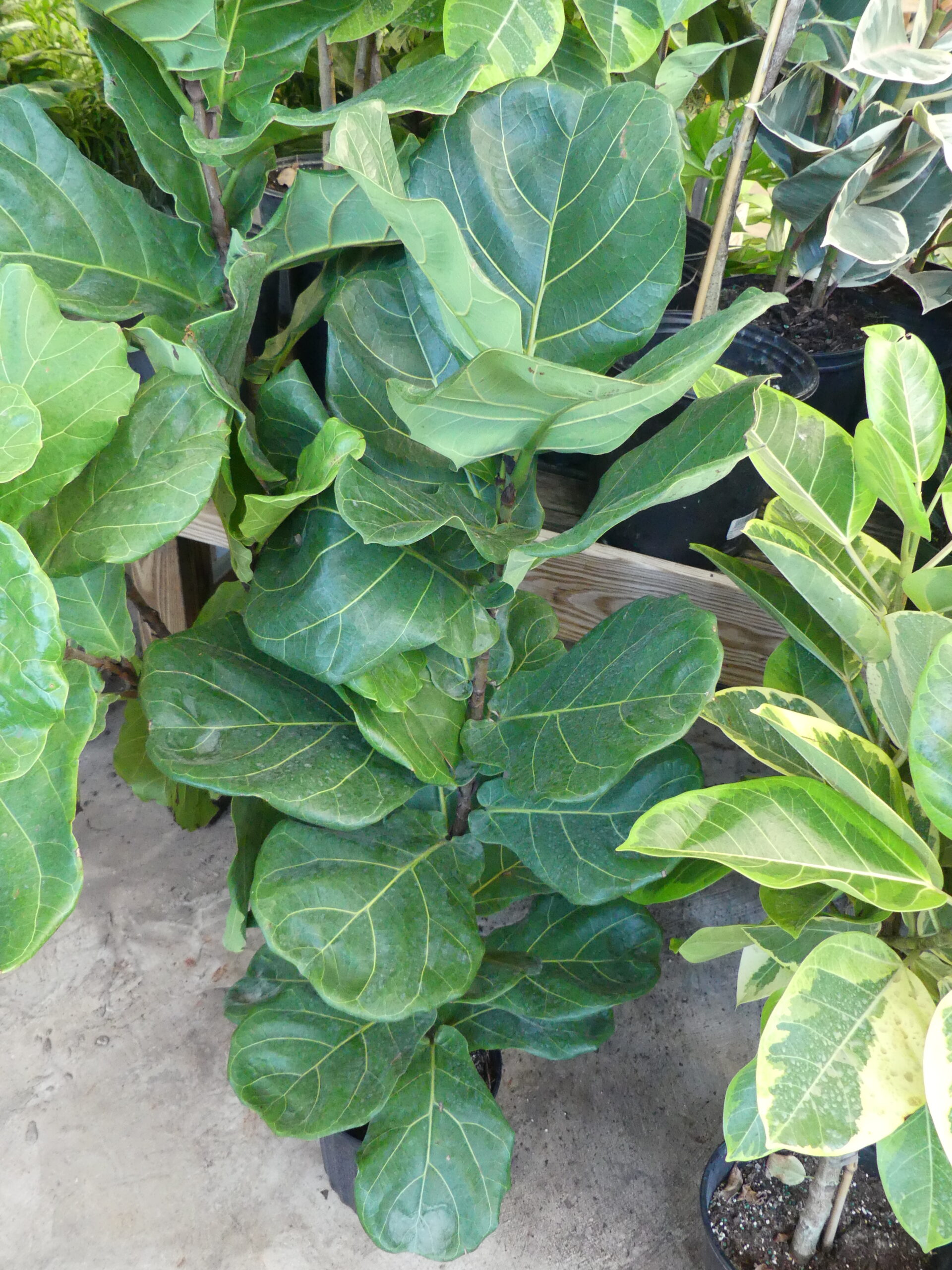 A single-stemmed fiddle leaf fig (Ficus) in the center. These look great as young specimens, but when pruned as they get taller they tend to send out lateral growth instead of vertical growth. Moderate to low light and they get very tall and often topple. ANDREW MESSINGER