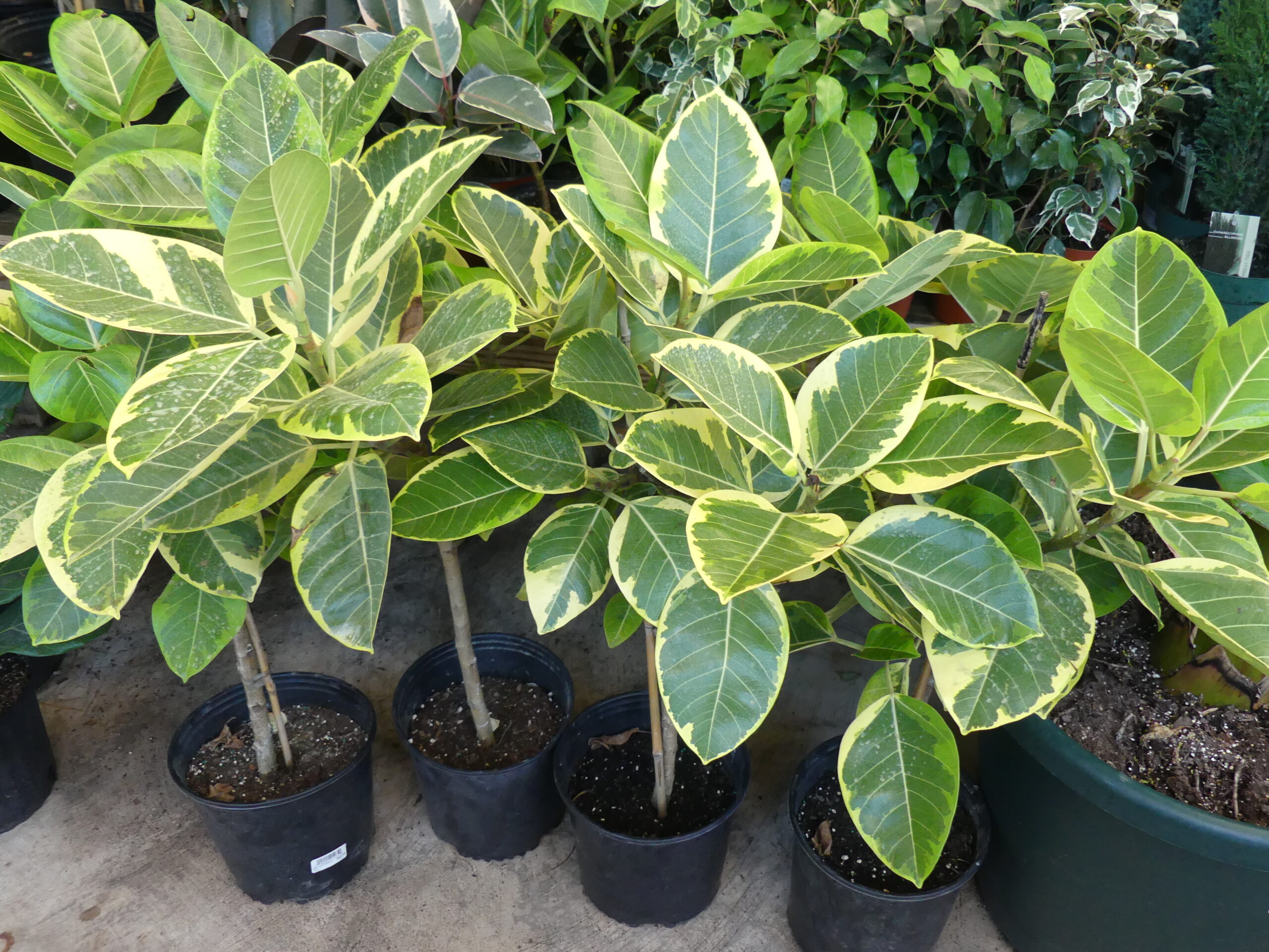 A variegated Ficus decora or rubber tree. White in the foliage is dependent on good lighting while the darker colored varieties do much better in lower light. Available as standards (single stems) or with multiple stems on one pot. These to get tall. ANDREW MESSINGER