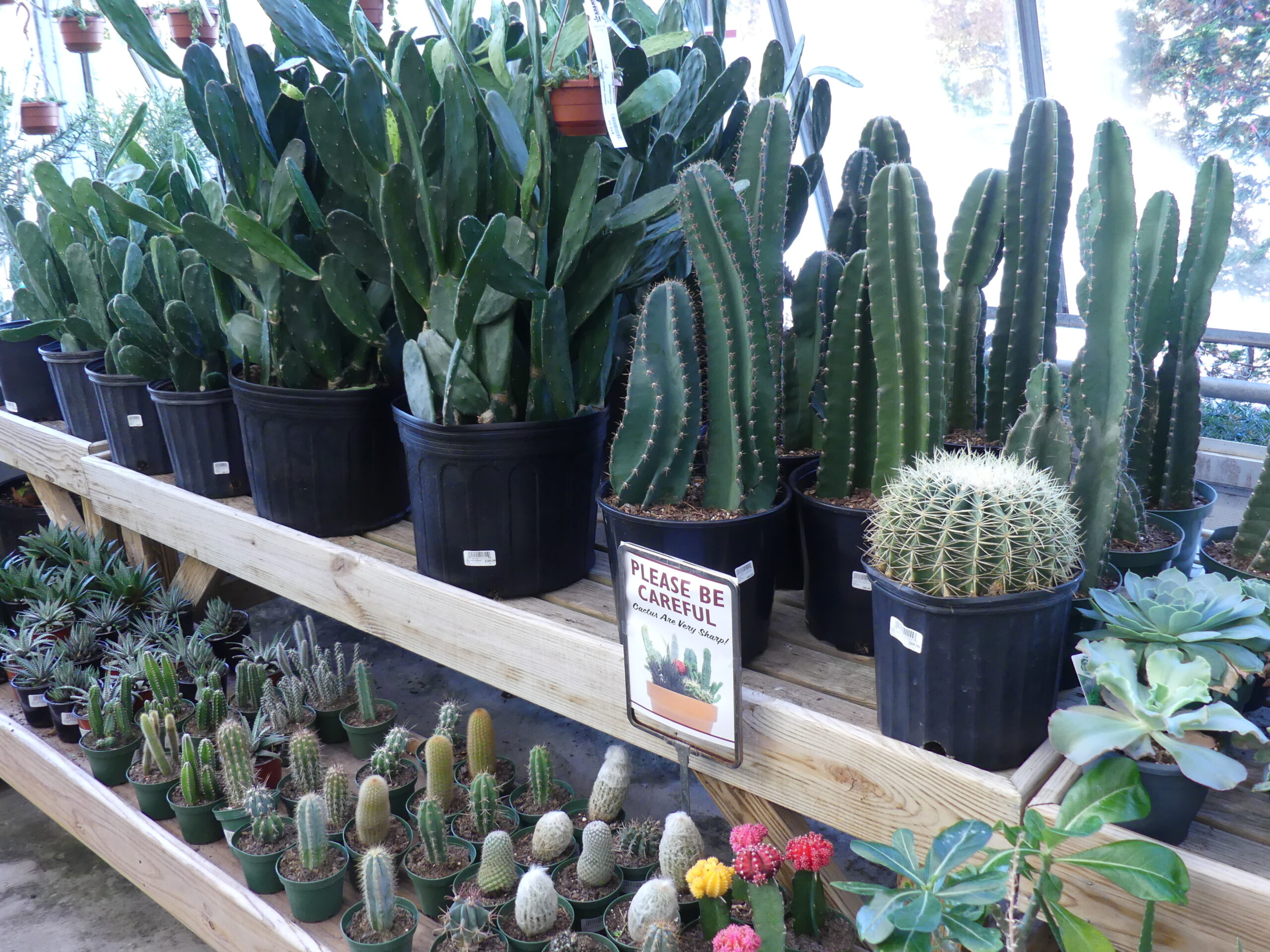 Cacti make great houseplants and demand little other than sun. They’ll tolerate cool nights and all will flower when 