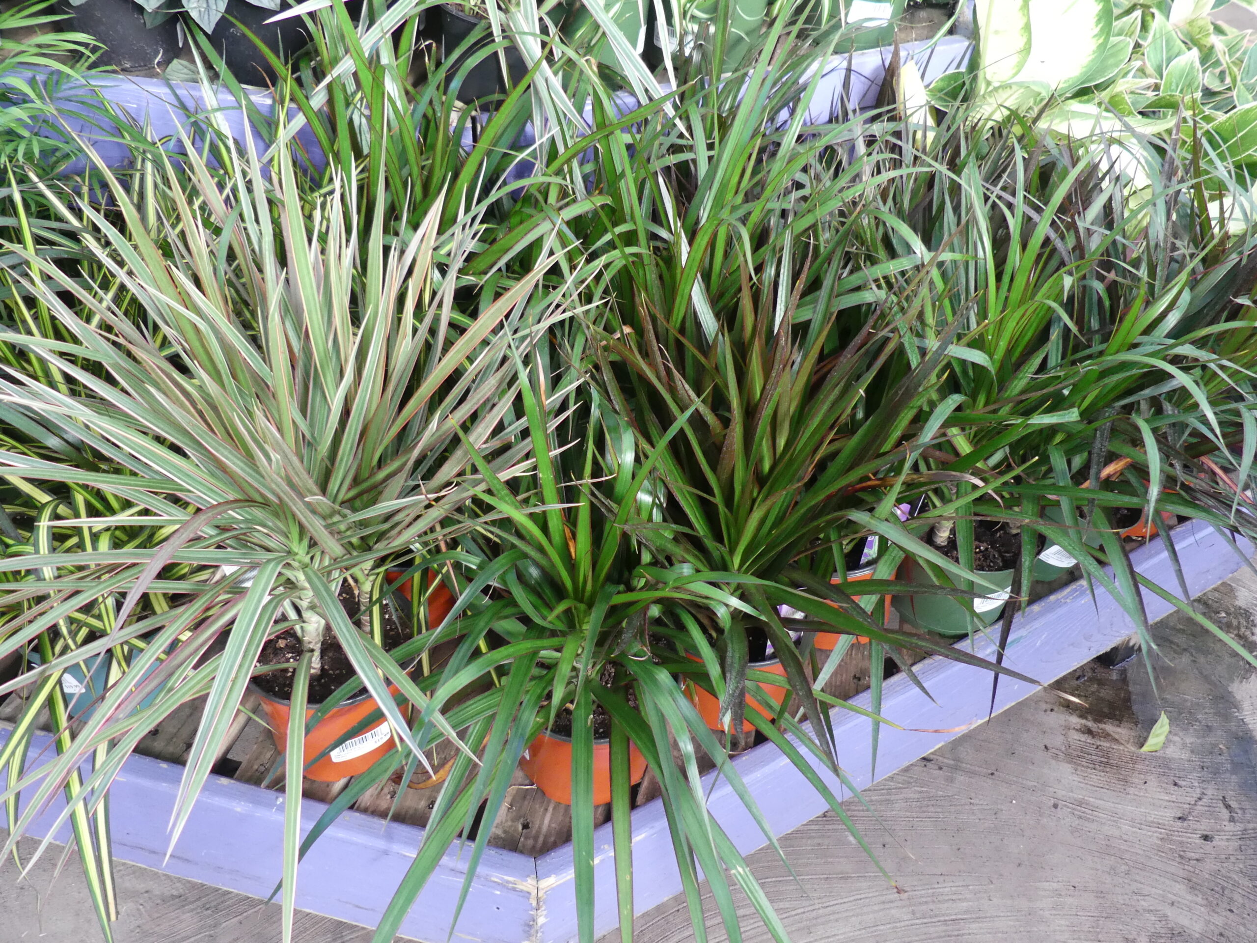 Dracaena marginata in the variegated form (left) and the green species on the right. Sold as single stems and multiple stems in larger pots they tend to drop lower foliage as they get taller. With three canes in one pot the plant can be carefully pruned to make it appear as one lush and dense plant.  Tips cut in early summer are easily rooted in moist sand with 3 inches of cane stripped of leaves in the sand. Canes can also be placed horizontally on moist sand or peat moss and each leaf note (cane section) can sprout a new plant. ANDREW MESSINGER