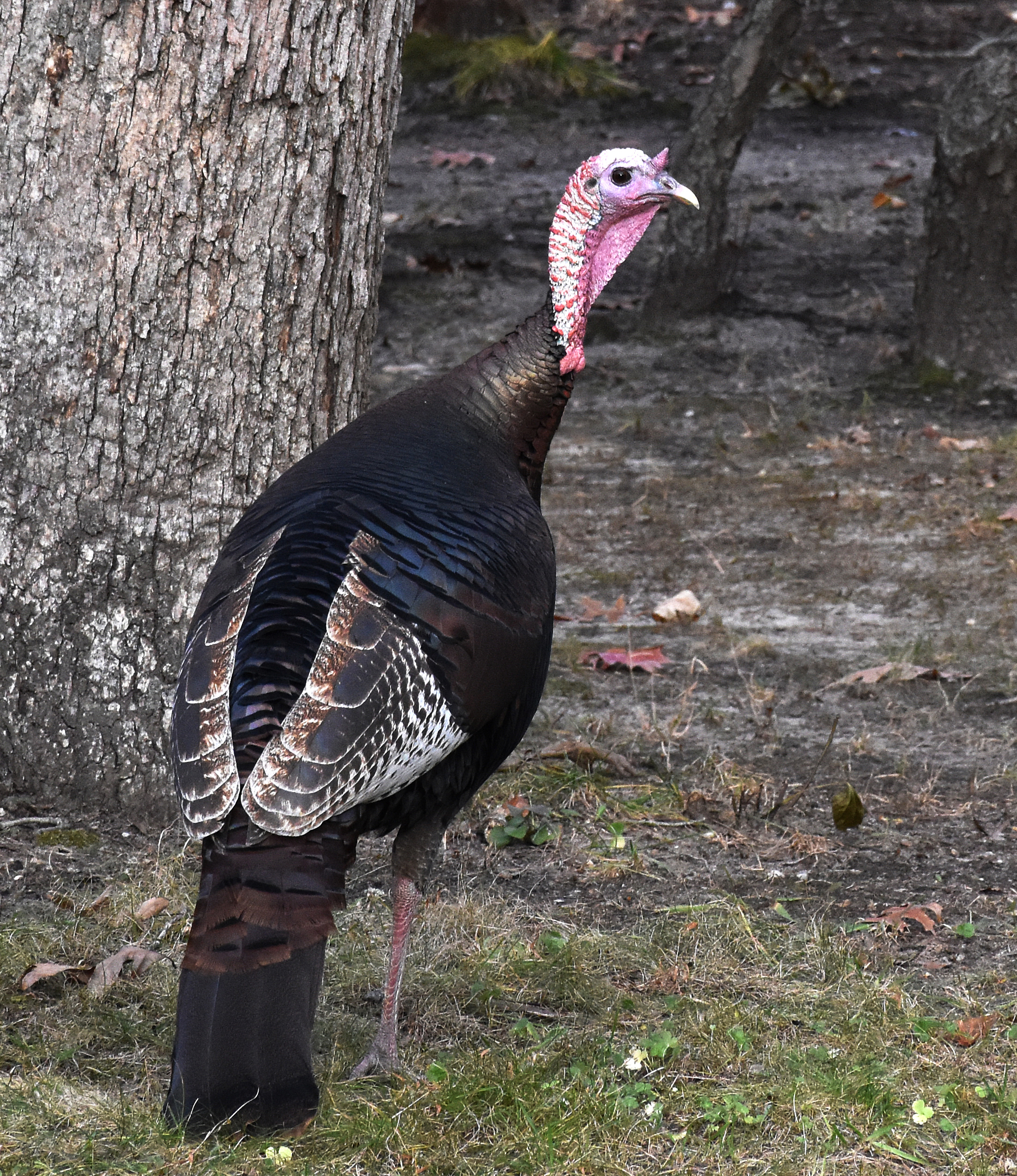 A female turkey.    JEAN HELD