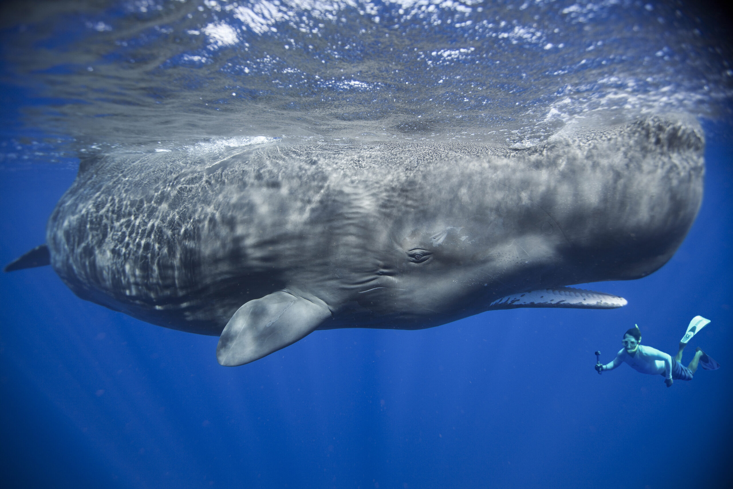 Patrick Dykstra, who for 20 years has dedicated his life to traveling the globe, swimming with and attempting to communicate with whales, swimming with a sperm whale in 