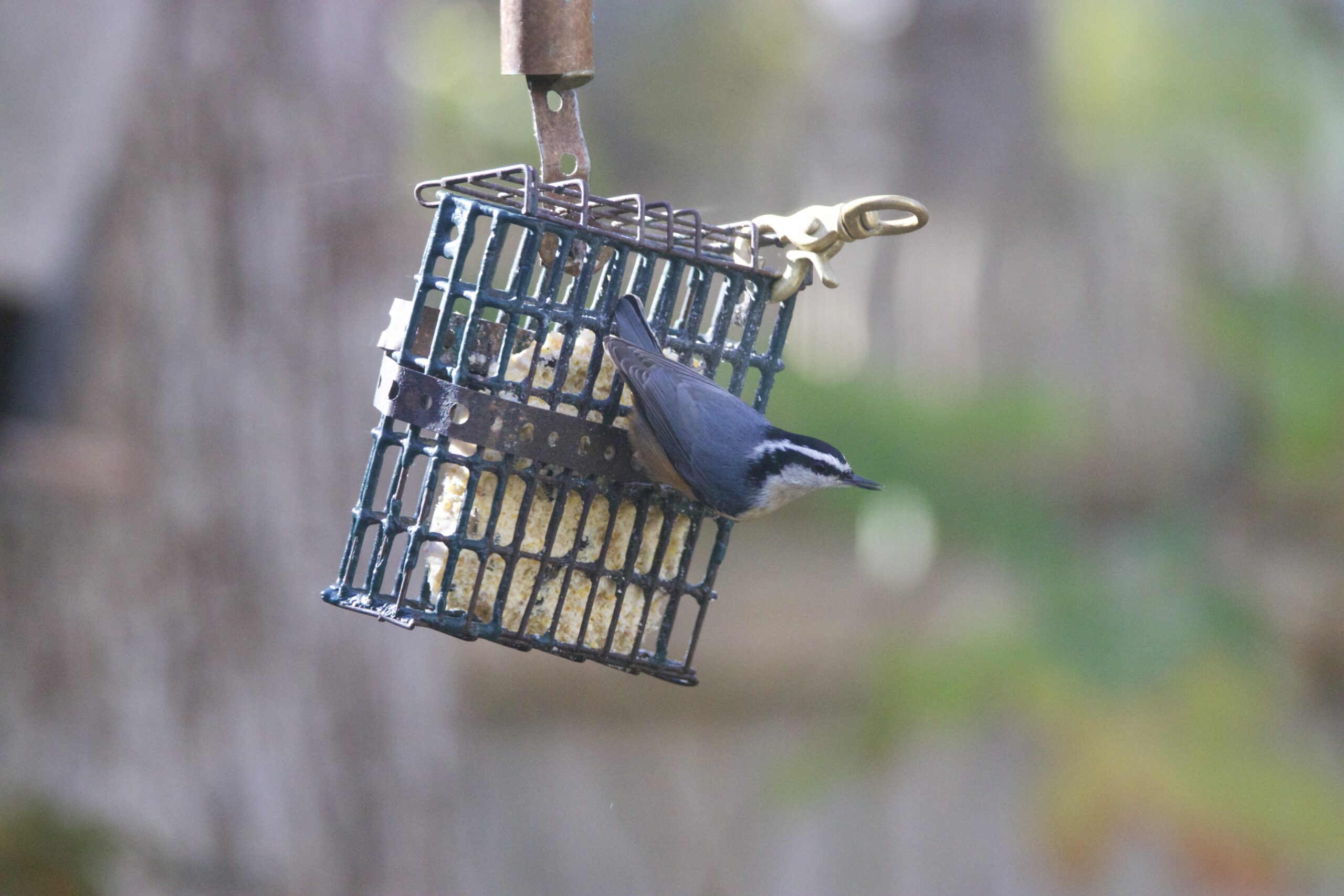 A red-bellied nuthatch.    TERRY SULLIVAN