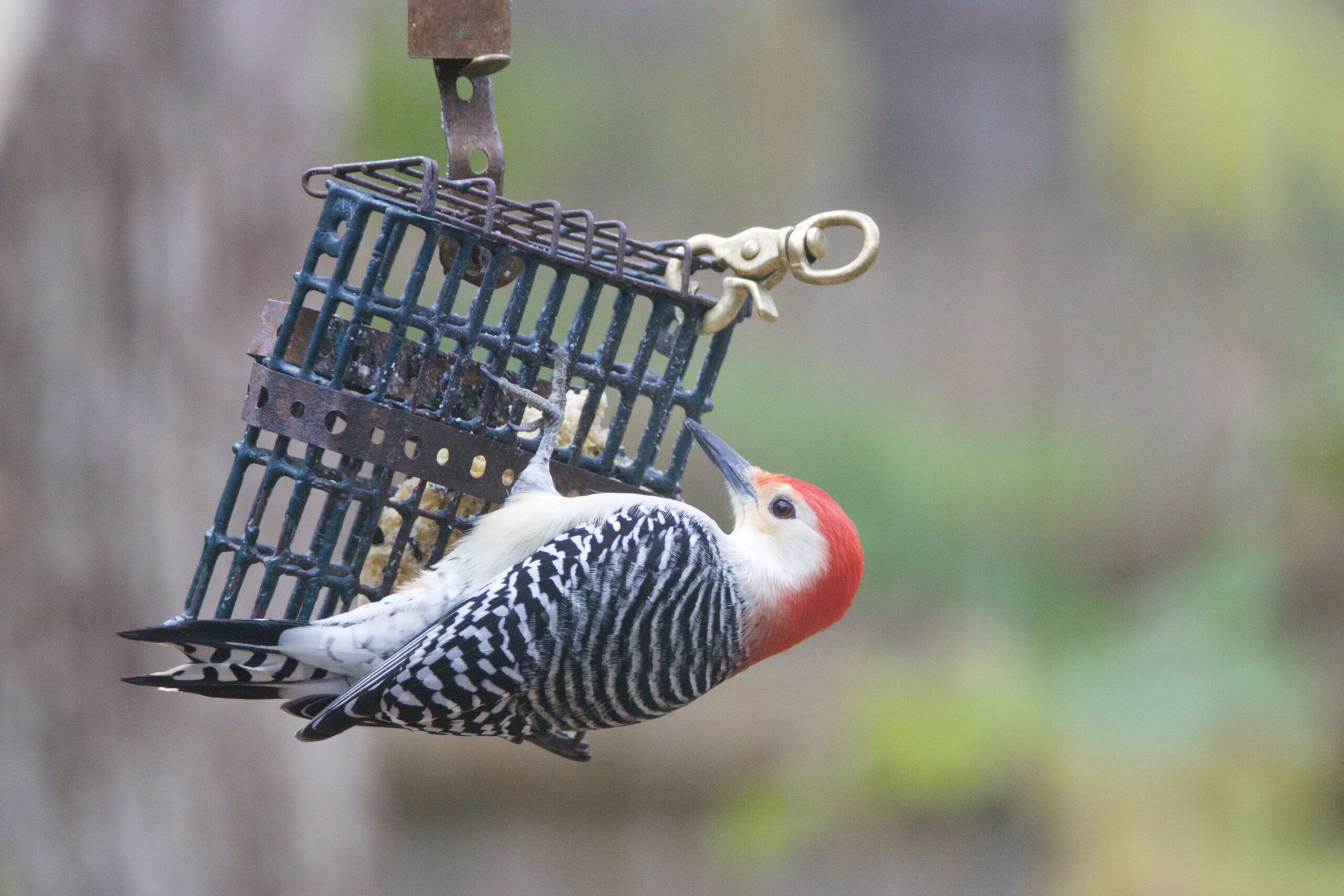 A red-bellied woodpecker.    TERRY SULLIVAN