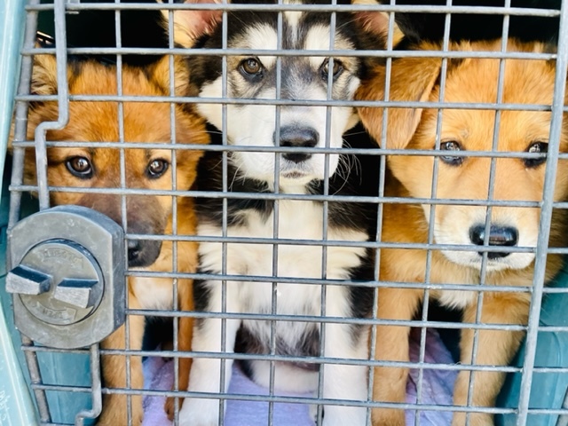 Puppies ready for takeoff. COURTESY ANIMAL RESCUE FUND OF THE HAMPTONS