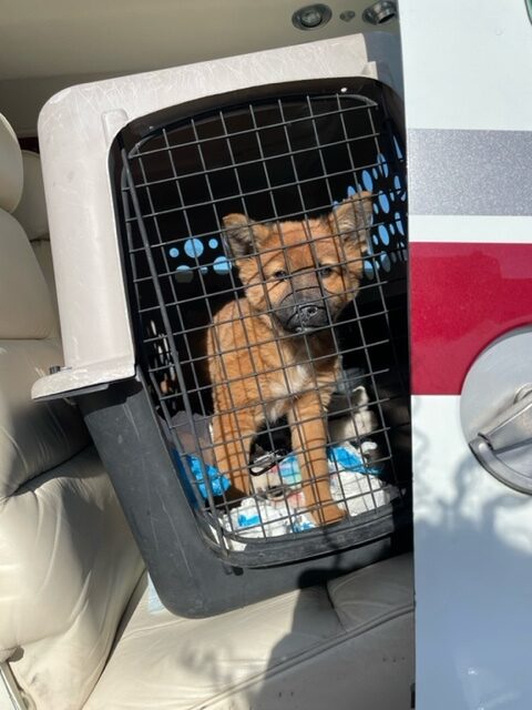 Ready for transport. COURTESY ANIMAL RESCUE FUND OF THE HAMPTONS