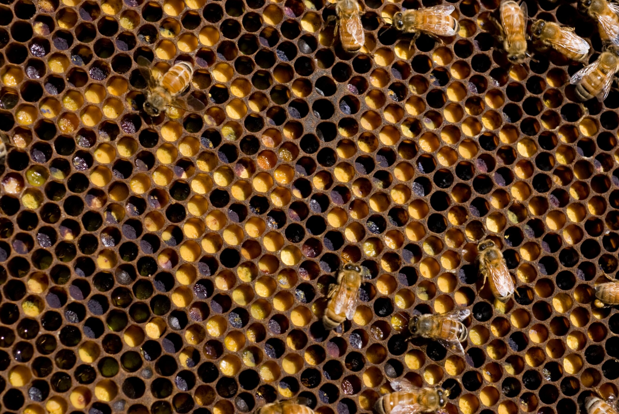 A frame containing multi-colored pollen, or bee bread. NICK PITSAS, <a href=