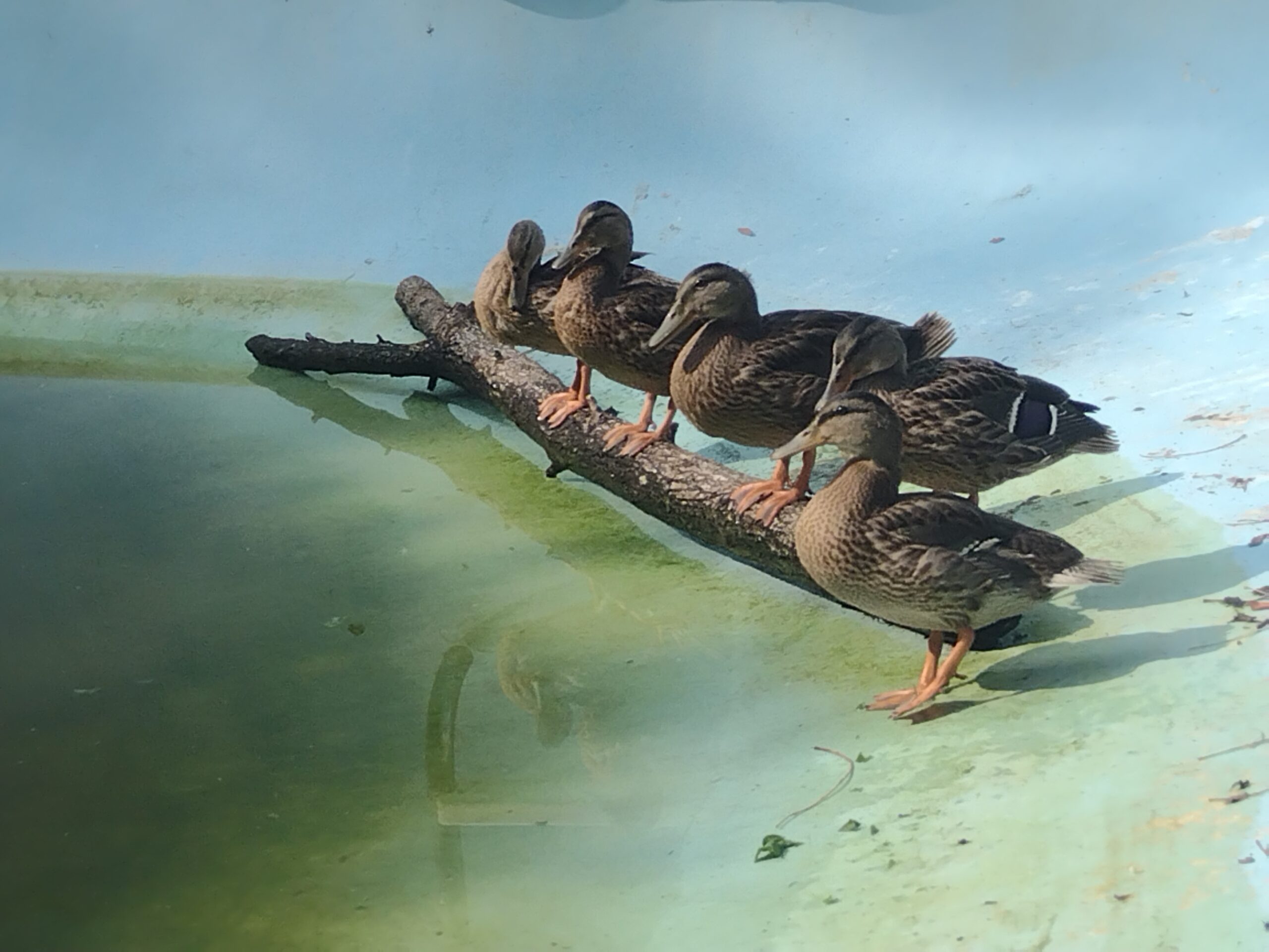 Seven ducklings took up residence in a Southampton pool last summer. COURTESY PETER ZEGLER