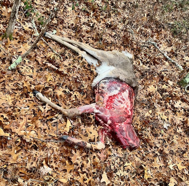 This deer, apparently left by a trophy hunter, was an unpleasant discovery for a woman who was out walking her dog on a trail off Division Street in Sag Harbor in late December.