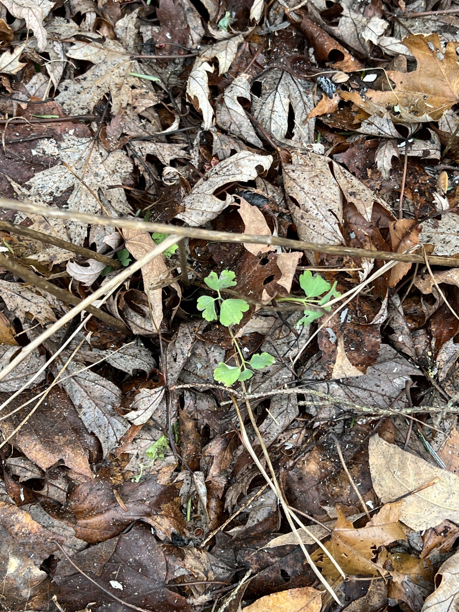 A summer-germinated (2022) columbine shows its healthy green leaves after a foot of snow (melted) and a nearly a week when it never went above freezing. The loose leaf mulch is a seedling savior during the cold winter. ANDREW MESSINGER