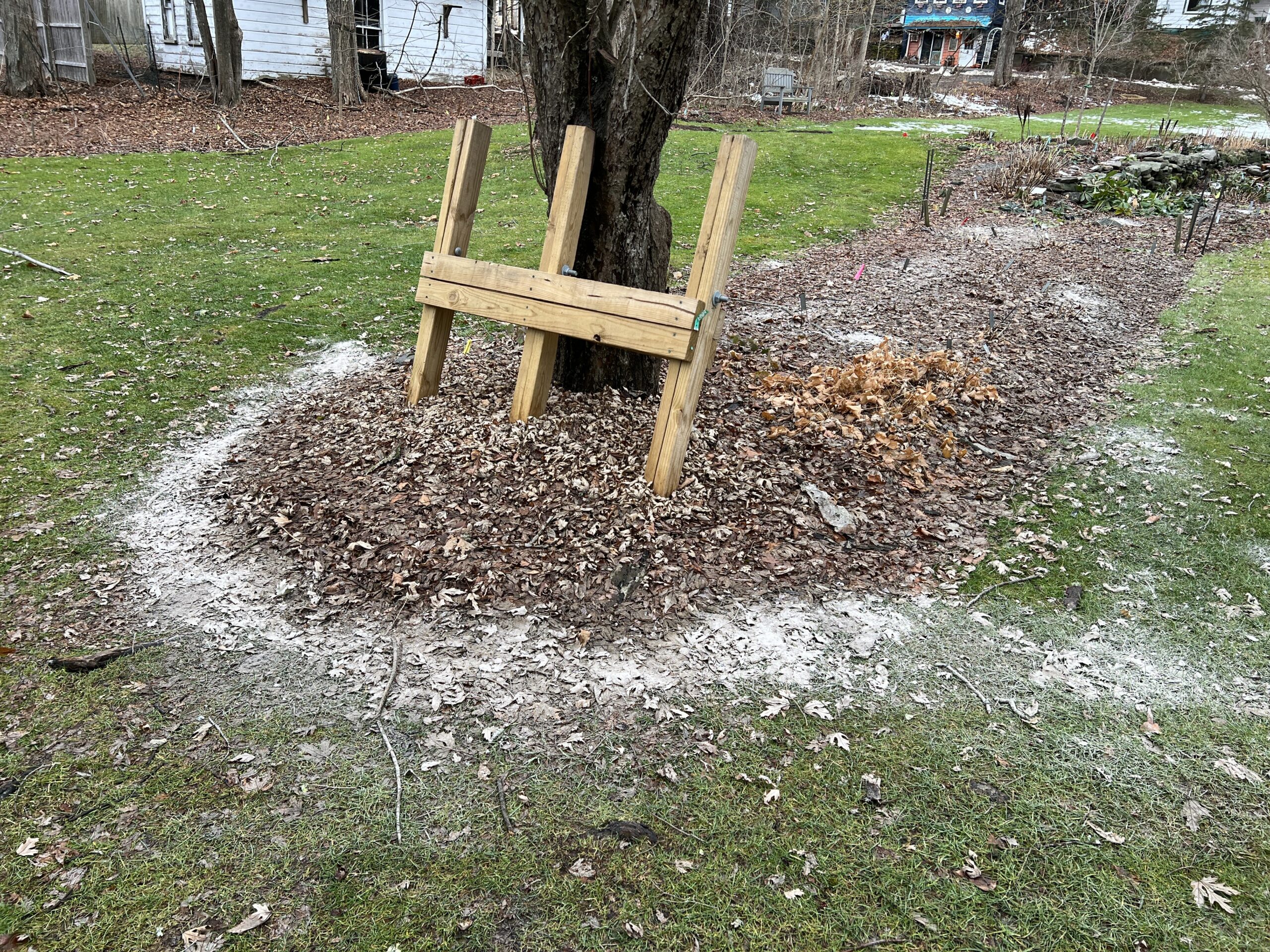 Wood ashes spread at the drip line of an old apple tree and into the perennial border. Don’t apply ashes to frozen ground as it will just wash away and be of little use to the plants. ANDREW MESSINGER