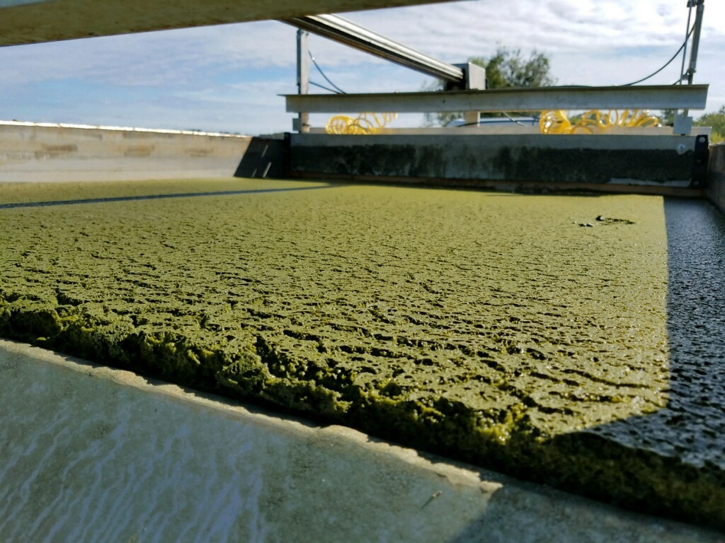 Algae slurry removed by the algae harvester. Southampton Village secured enough grant funding to purchase three algae harvesters which could be installed as early as the fall in Lake Agawam. COURTESY AECOM