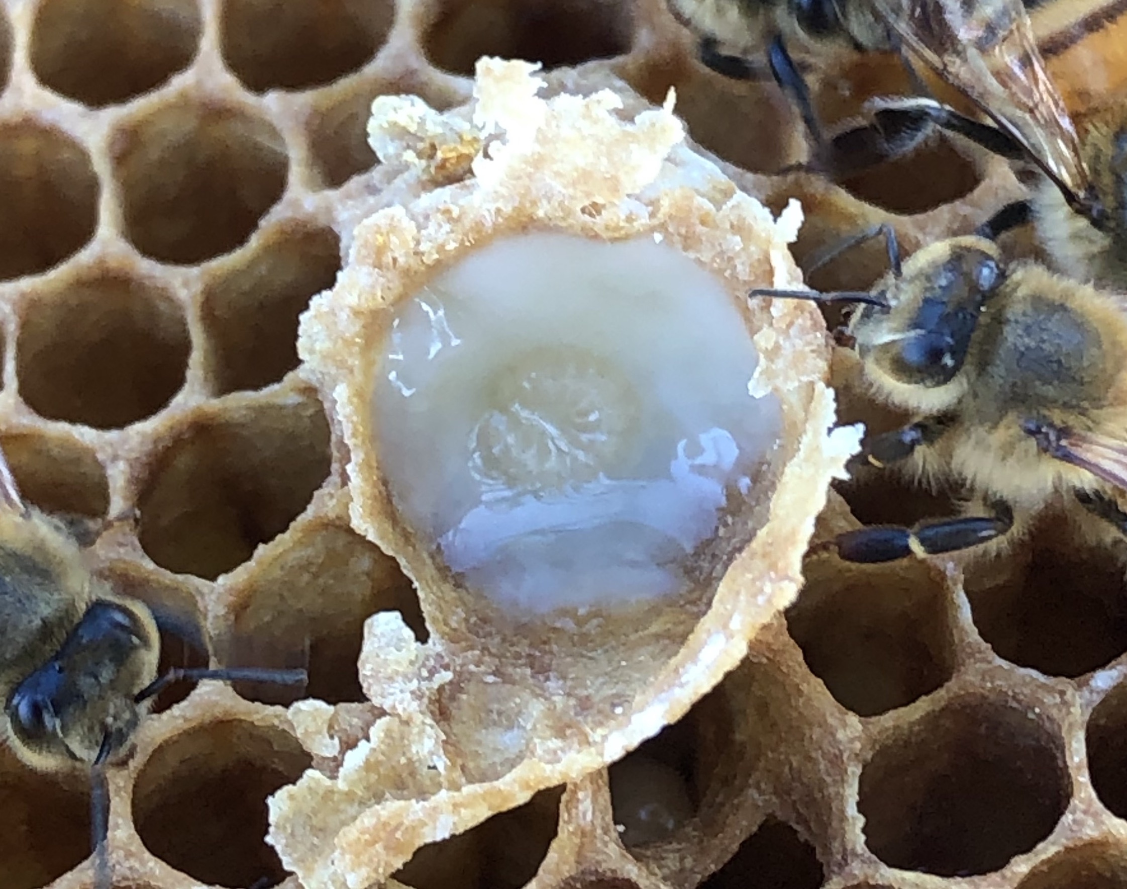 A bee larva in royal jelly. :. RUSERT/WIKIMEDIA COMMONS, <a href=