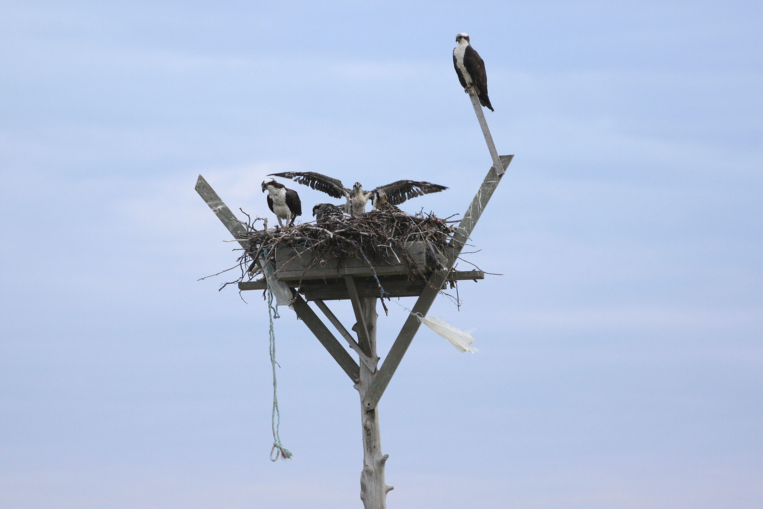 This past summer, the Group for the East End
monitored 477  osprey nesting sites in the five East End towns, documenting 353 active nesting pairs, which produced 505 fledglings.   DANA SHAW