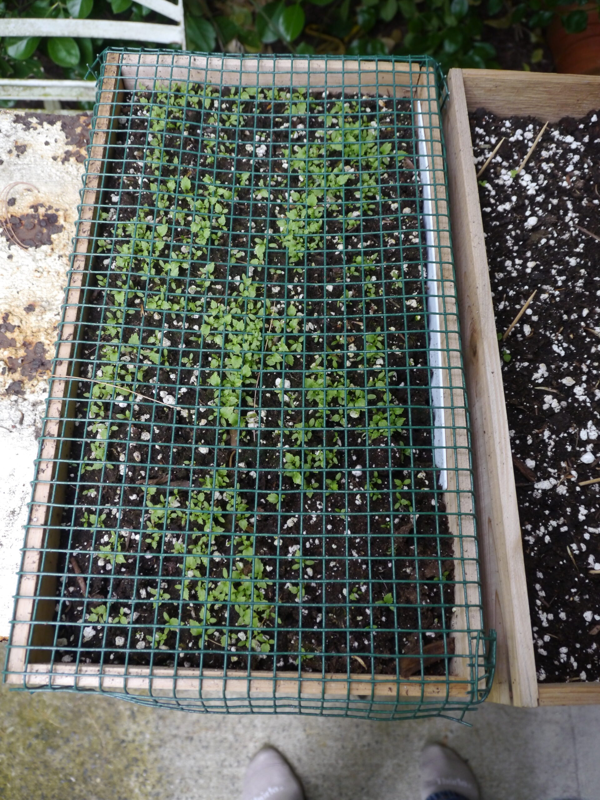 A wooden seed flat after a winter outside and when available, covered with snow. The wire mesh kept the mice out and the seedlings are now getting to a size where they can be pricked or teased out and transplanted into cells. These seedlings are of a Primula species, and the flat yielded hundreds of transplants that flowered the following year and years to come. The seeds cost about $15. The flat about $15. A $30 investment yielded about 200 plants that would have cost over $3,000 to purchase. Growing like this not only saves tons of money but also allows you to grow varieties that will make your garden truly unique.  ANDREW MESSINGER