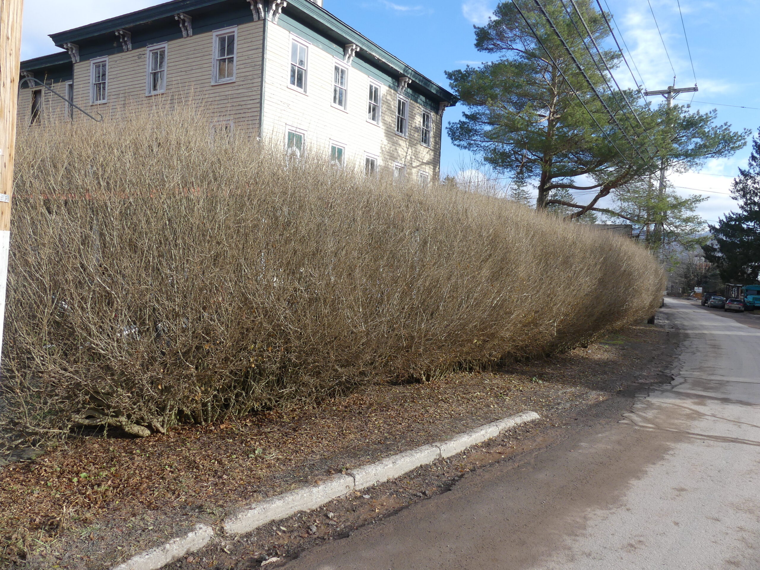 Winter is a great time to do serious work on overgrown privet hedges. Here an old privet hedge in front of a historic hotel that’s about to be renovated to its 1850s splendor. The 8-foot-tall-by-six-foot-wide hedge will be reduced to 3 feet tall and 3 feet wide then further rejuvenated. Stay tuned. ANDREW MESSINGER