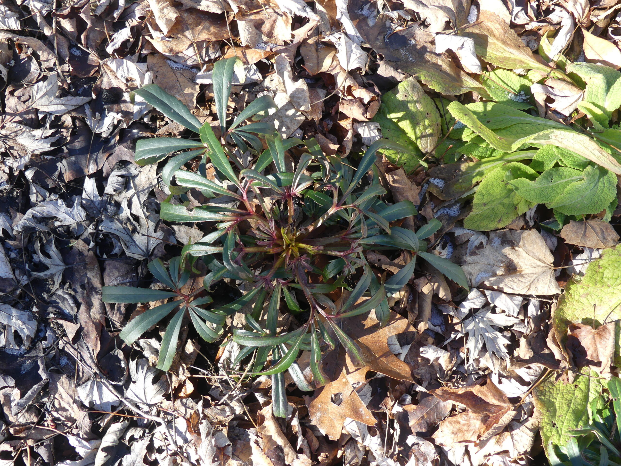 Helleborus f. 
