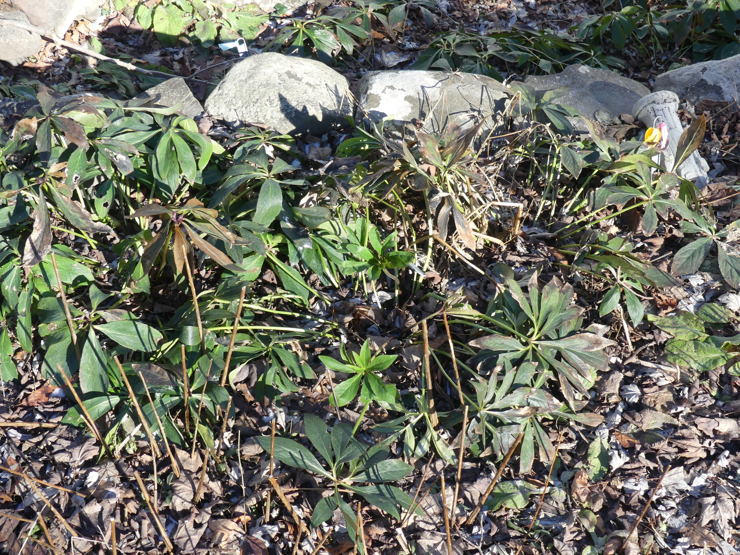 As with most other Hellebores, the foliage (in this case H. 